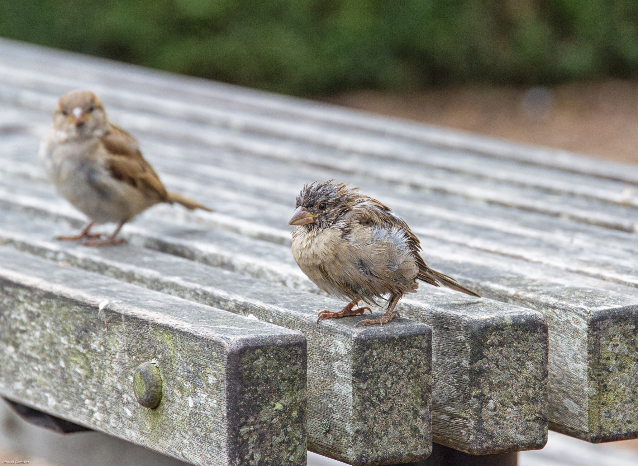 Sigma 24-105mm f/4 DG OS HSM | A sample photo. Birds photography