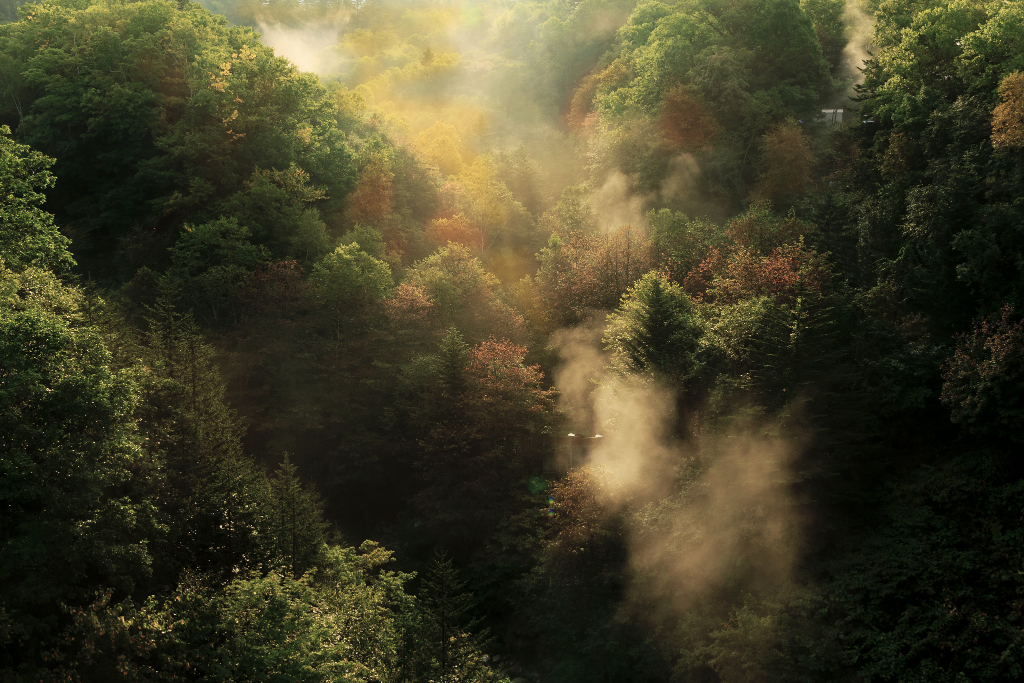 Canon EOS 550D (EOS Rebel T2i / EOS Kiss X4) sample photo. Fog of fall photography