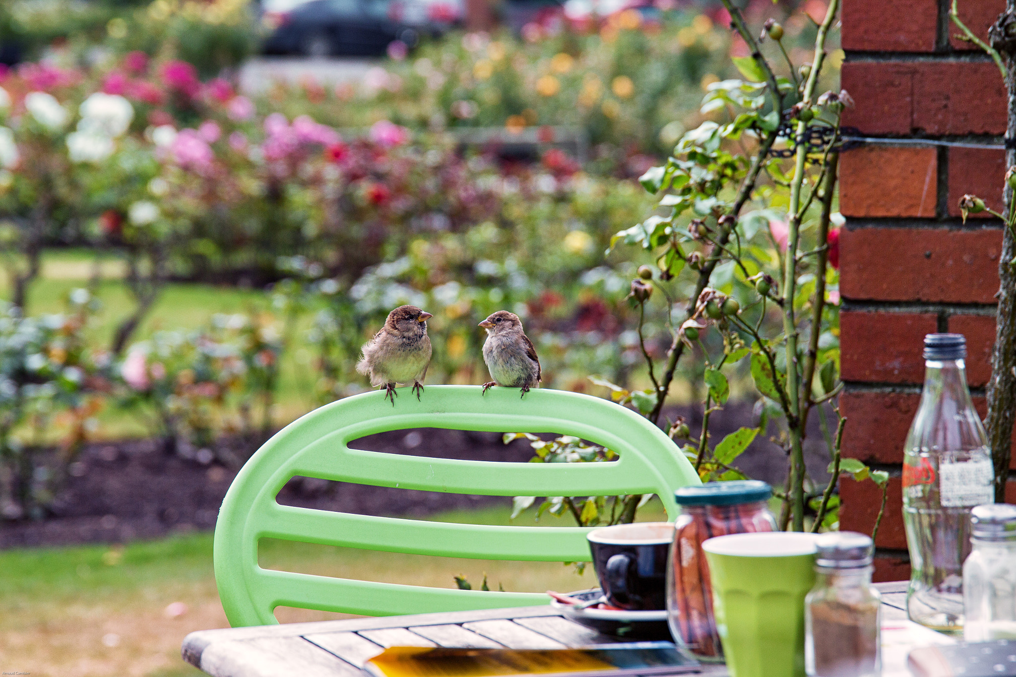 Sigma 24-105mm f/4 DG OS HSM | A sample photo. Loving birds photography