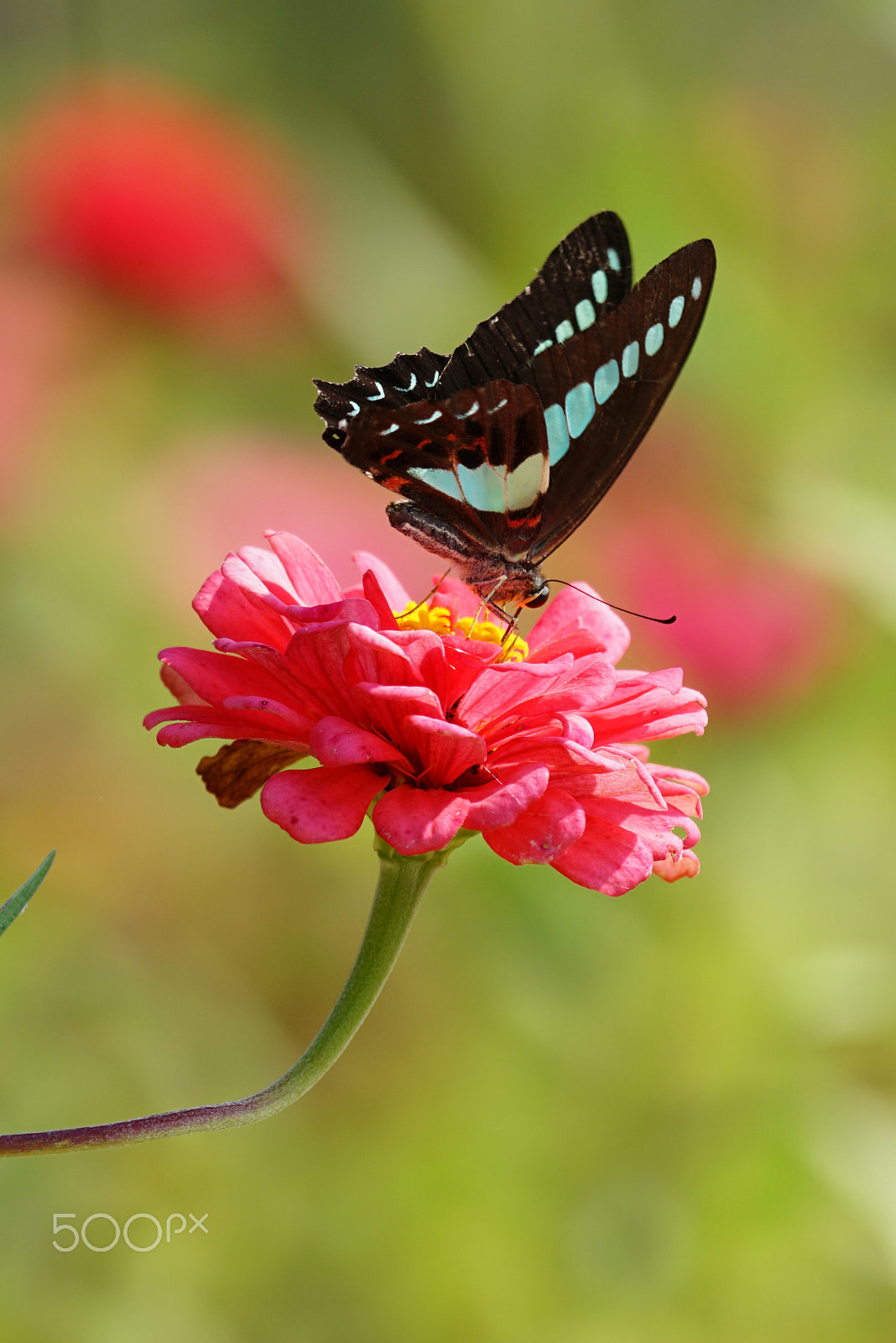 Sony 70-300mm F4.5-5.6 G SSM sample photo. Butterfly #1 photography