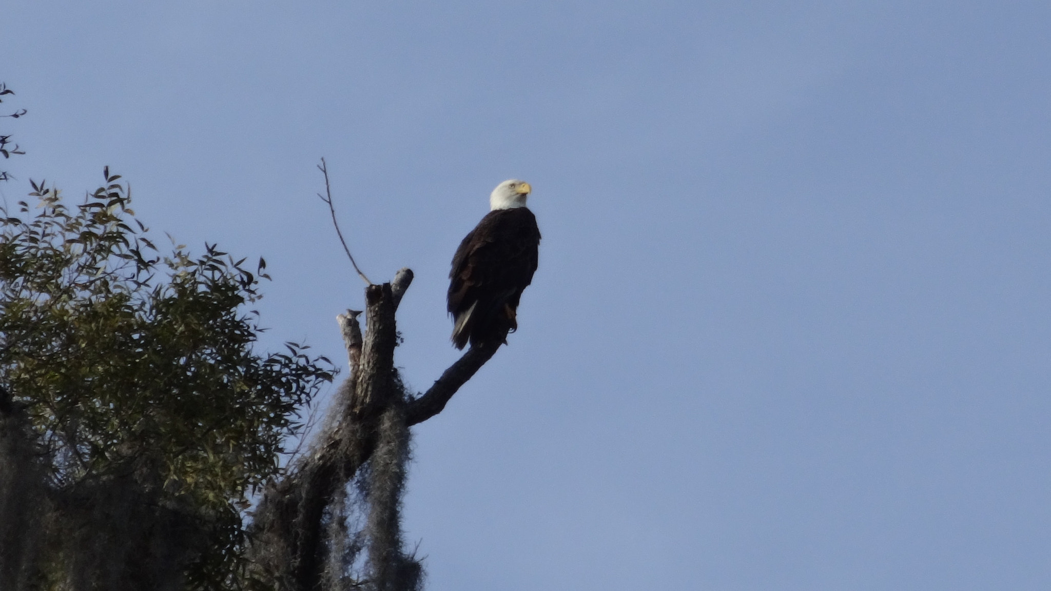 Sony Cyber-shot DSC-WX80 sample photo. Bald eagle photography