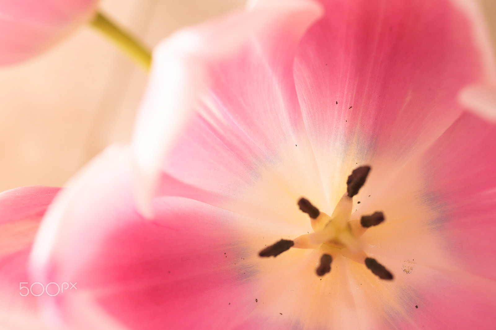 Canon EOS 6D + Canon EF 50mm F2.5 Macro sample photo. Soft pink photography