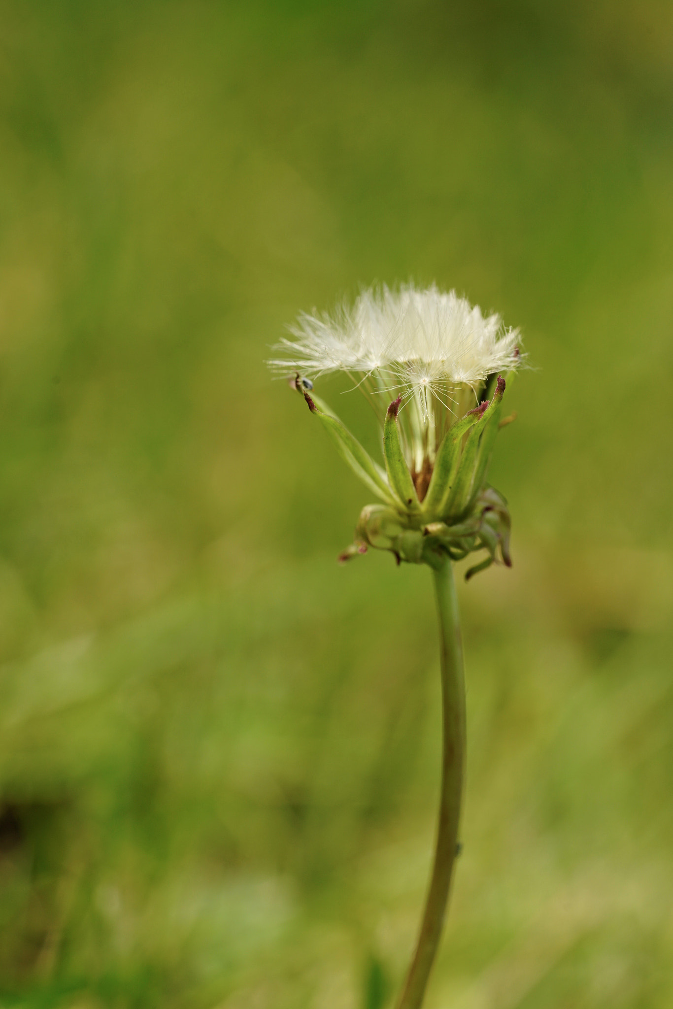 Sony a7 II + Sony FE 90mm F2.8 Macro G OSS sample photo. 绒 photography
