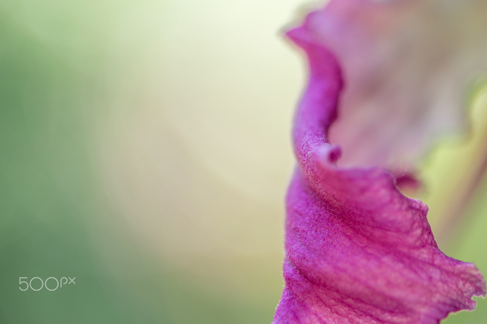 Sigma 105mm F2.8 EX DG OS HSM sample photo. Petal photography