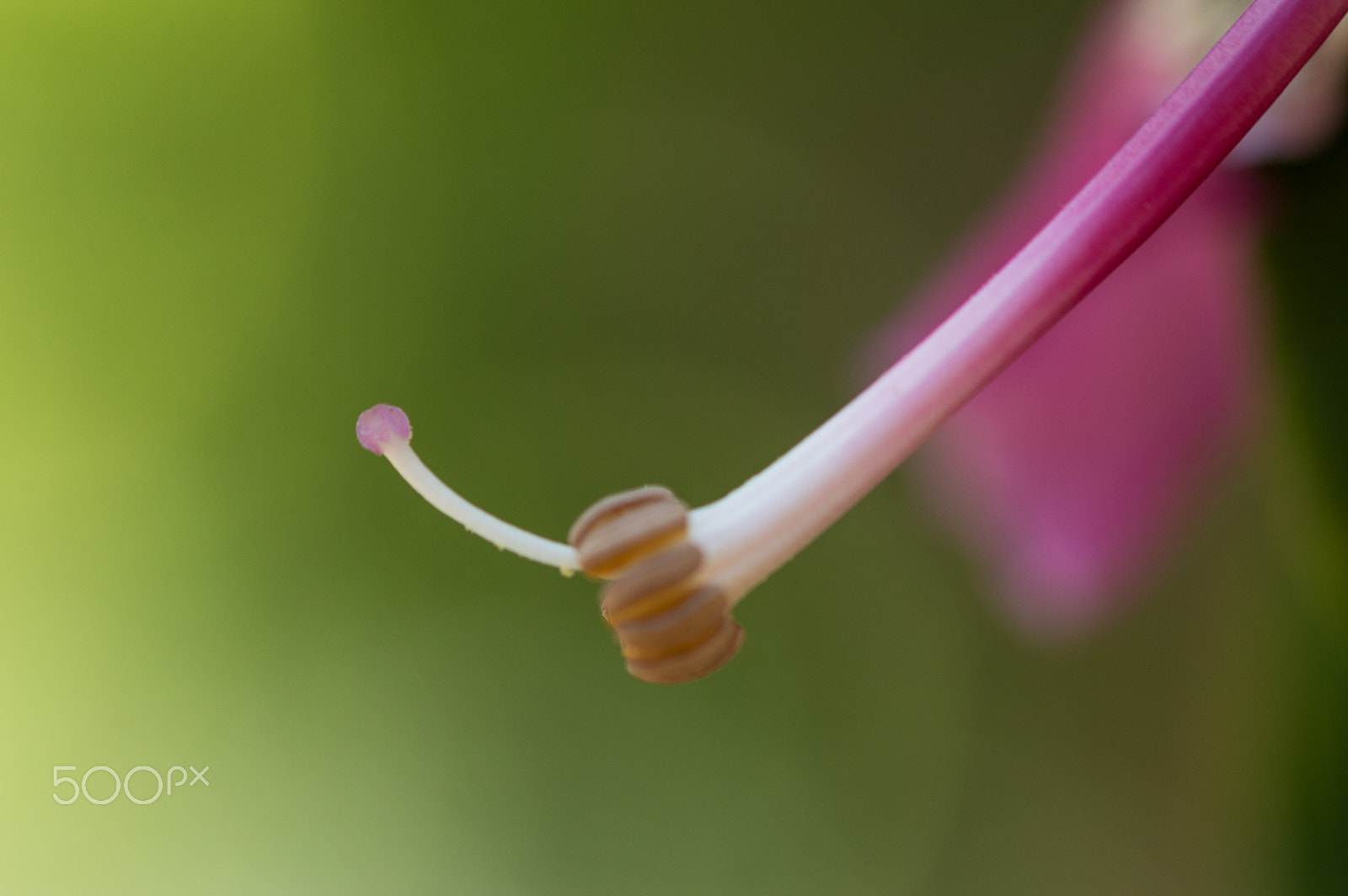 Sigma 105mm F2.8 EX DG OS HSM sample photo. Pistil photography