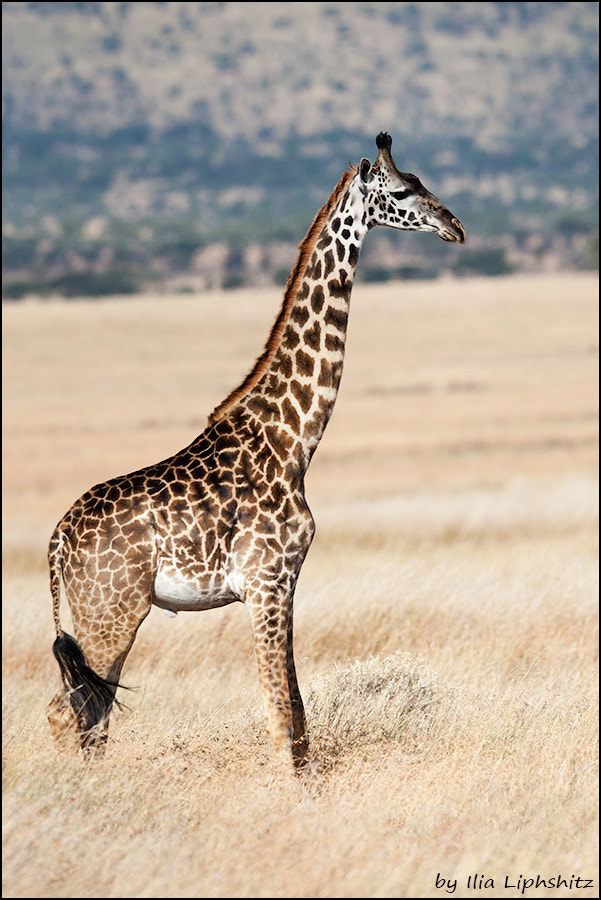 Canon EOS-1D Mark III + Canon EF 300mm F2.8L IS USM sample photo. Giraffes of serengeti №2 photography