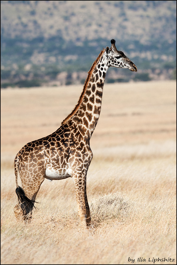 Canon EF 300mm F2.8L IS USM sample photo. Giraffes of serengeti №2 photography