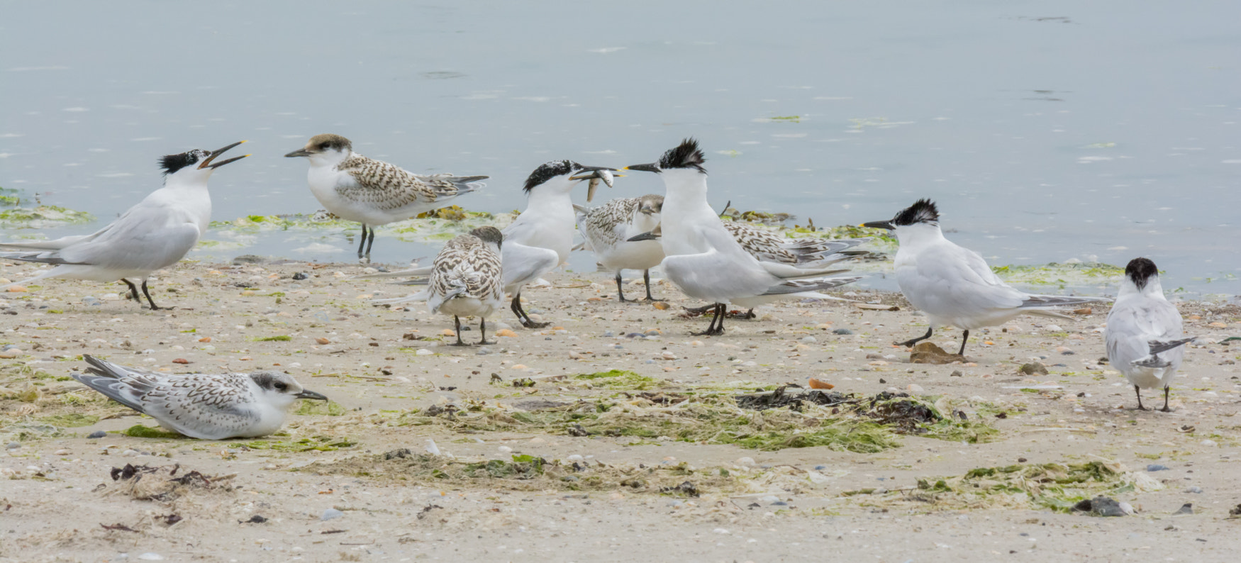 Nikon D7100 + Nikon AF-S Nikkor 500mm F4G ED VR sample photo. Grote stern - sandwich tern photography