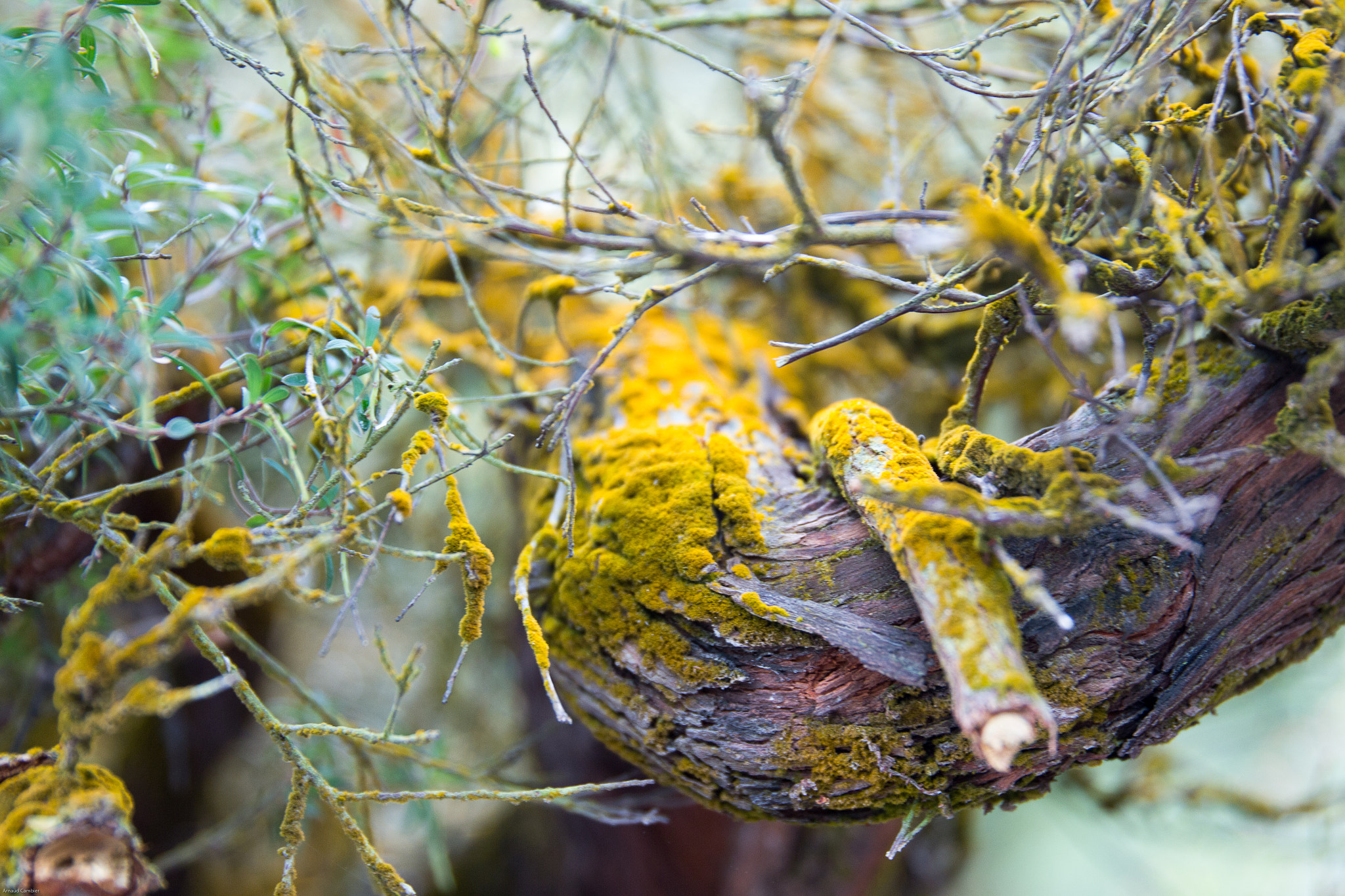 Sigma 24-105mm f/4 DG OS HSM | A sample photo. Moss photography