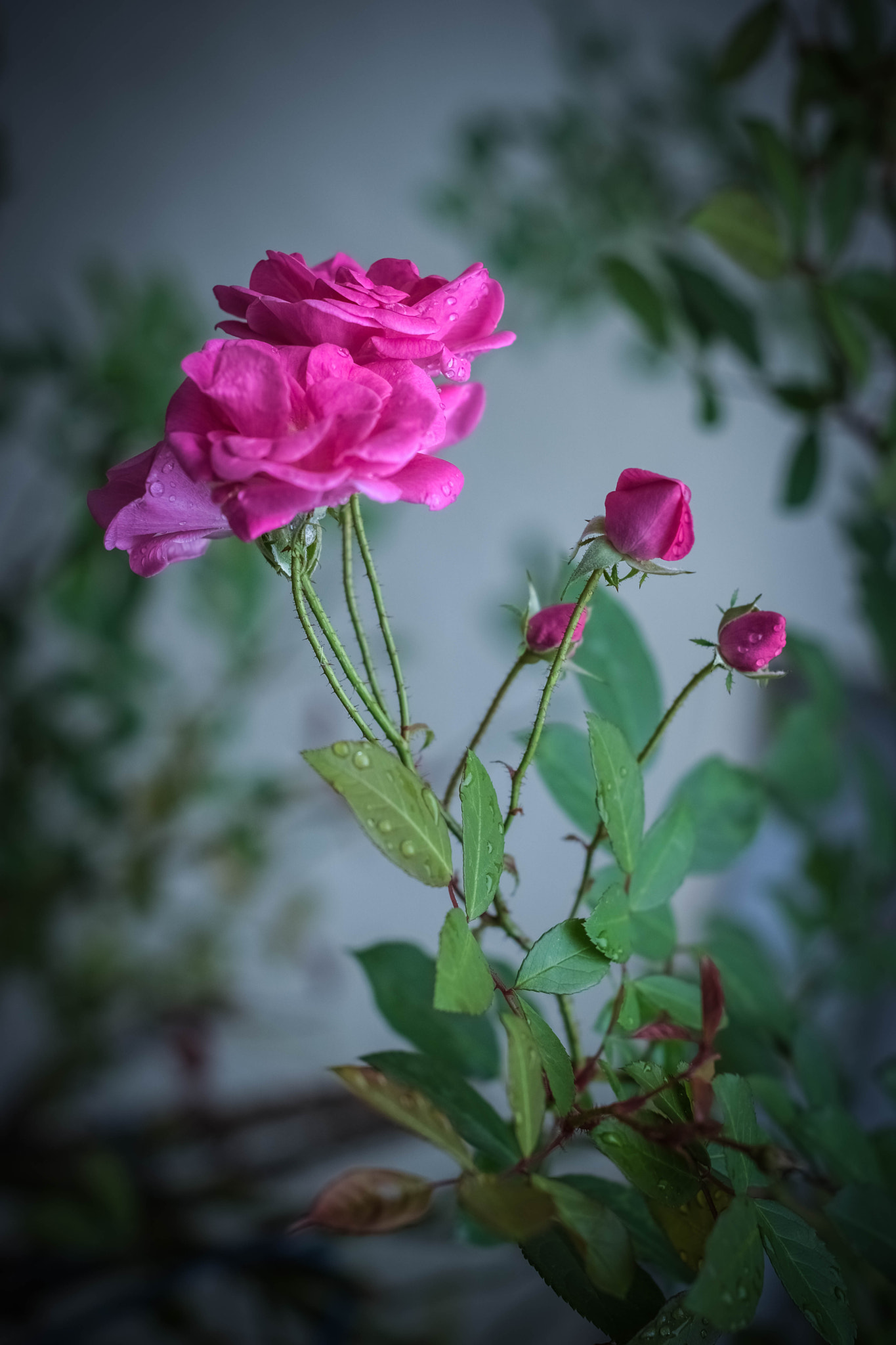 Nikon D5500 + Nikon AF-S Nikkor 50mm F1.4G sample photo. Rosas photography