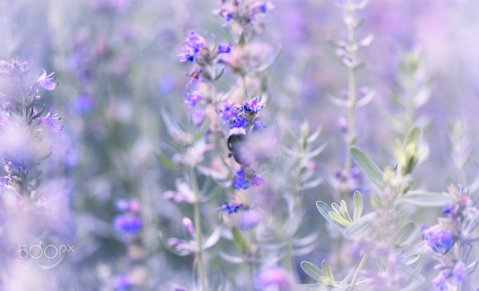 Samsung NX30 + Samsung NX 60mm F2.8 Macro ED OIS SSA sample photo. Romantic summer memories photography