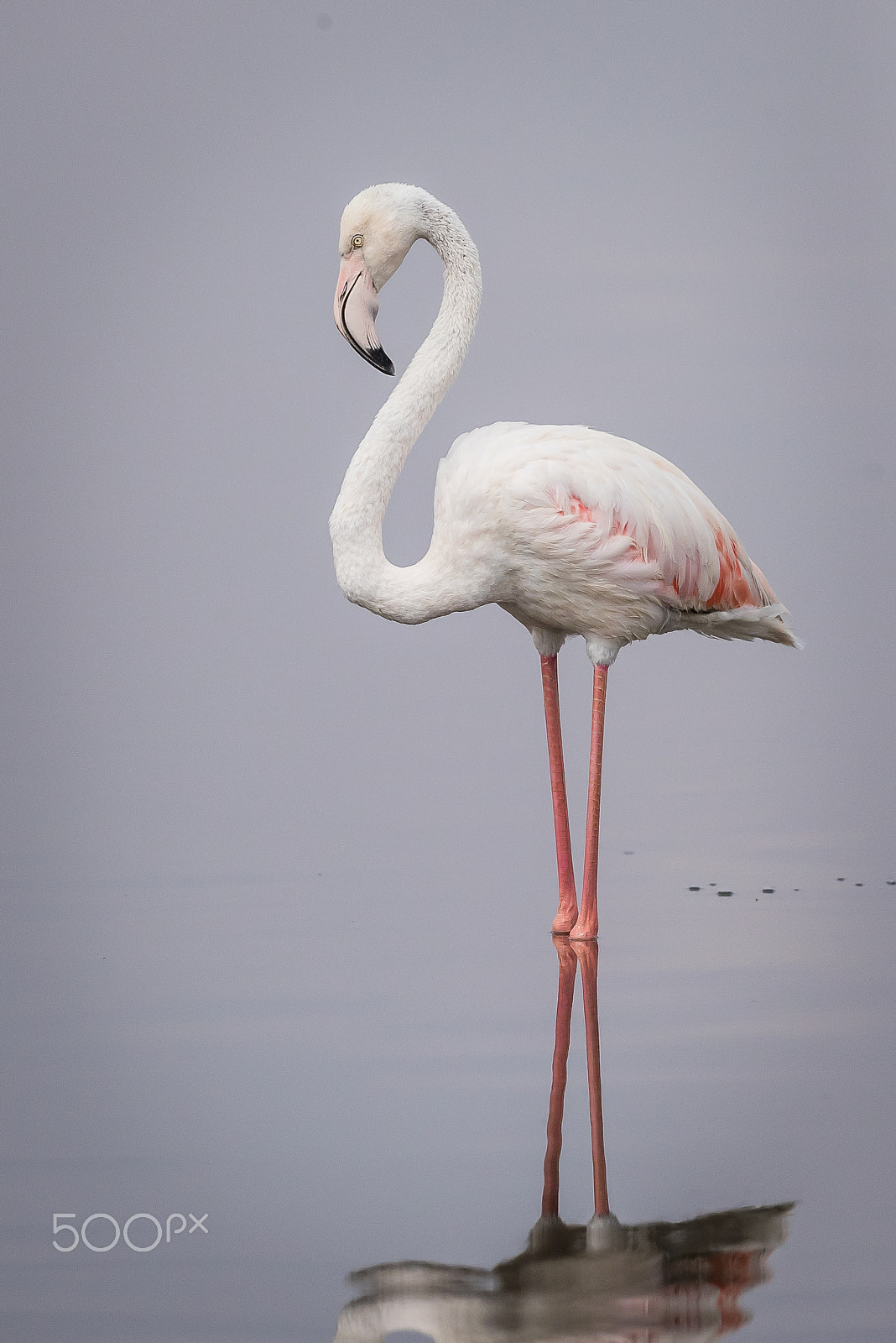 Canon EOS-1D X Mark II sample photo. Fluffy white flamingo photography