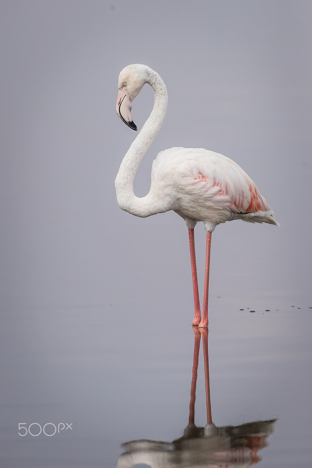 Canon EF 500mm F4L IS II USM sample photo. Fluffy white flamingo photography