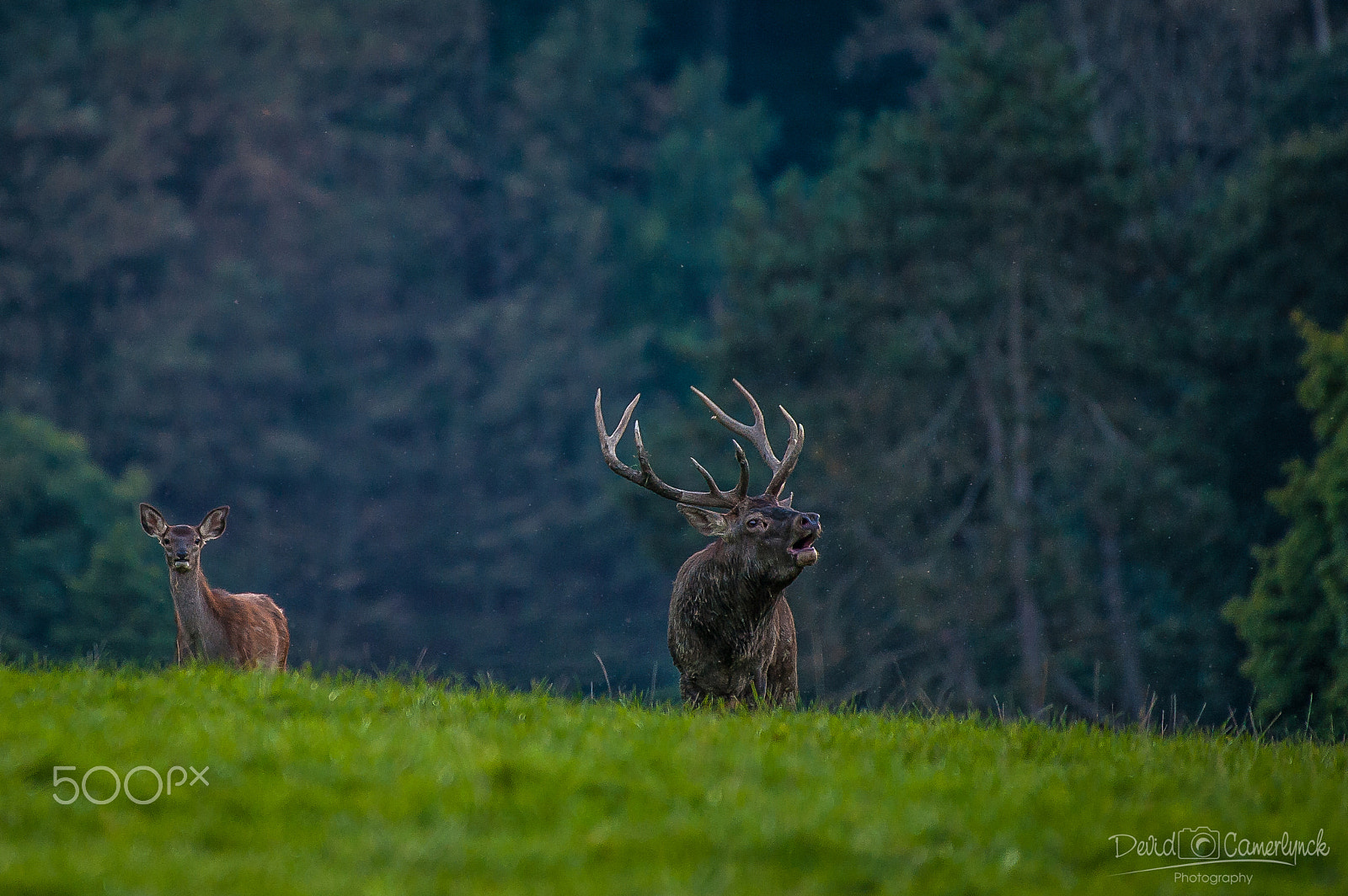 Nikon AF-S Nikkor 200-500mm F5.6E ED VR sample photo. King of the forest photography