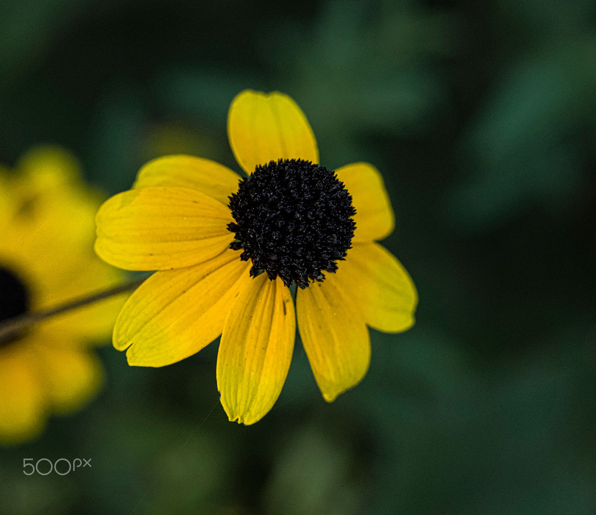 Olympus OM-D E-M1 + OLYMPUS 50mm Lens sample photo. Fall colour photography