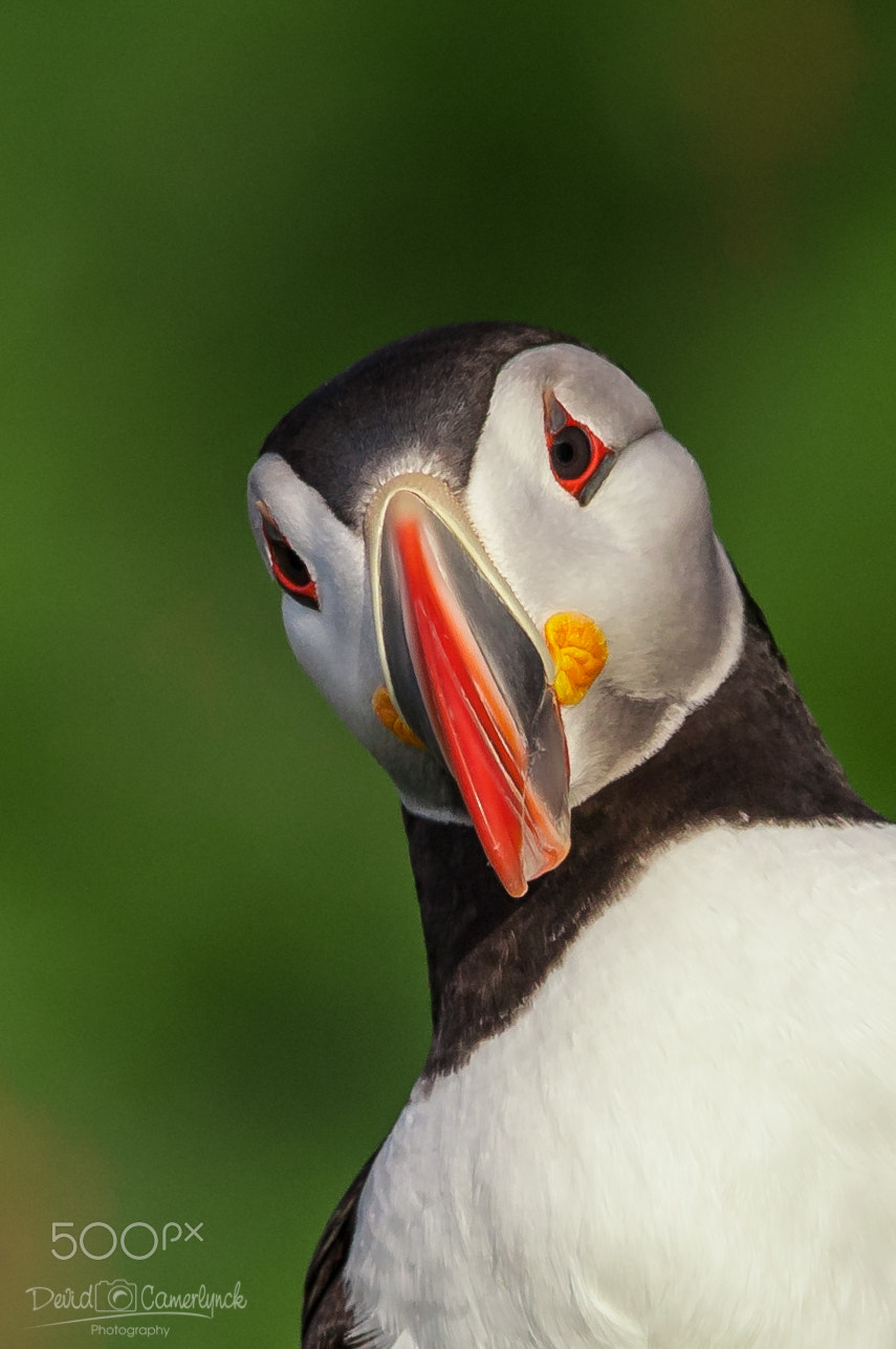 Nikon AF-S Nikkor 200-500mm F5.6E ED VR sample photo. Puffy look photography