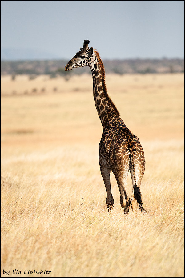 Canon EOS-1D Mark III + Canon EF 300mm F2.8L IS USM sample photo. Giraffes of serengeti №3 photography