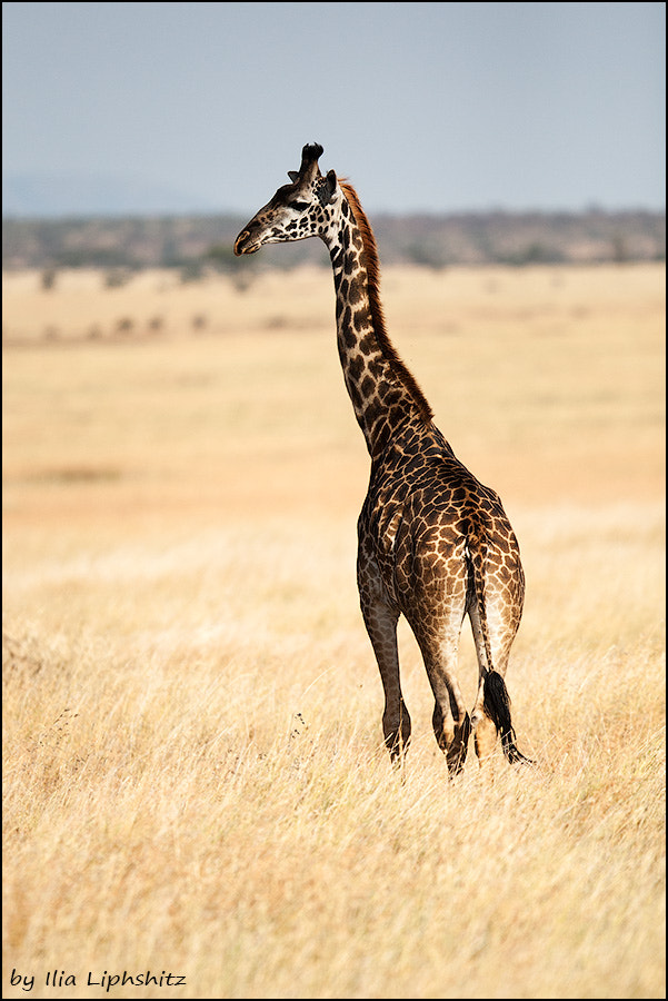 Canon EF 300mm F2.8L IS USM sample photo. Giraffes of serengeti №3 photography