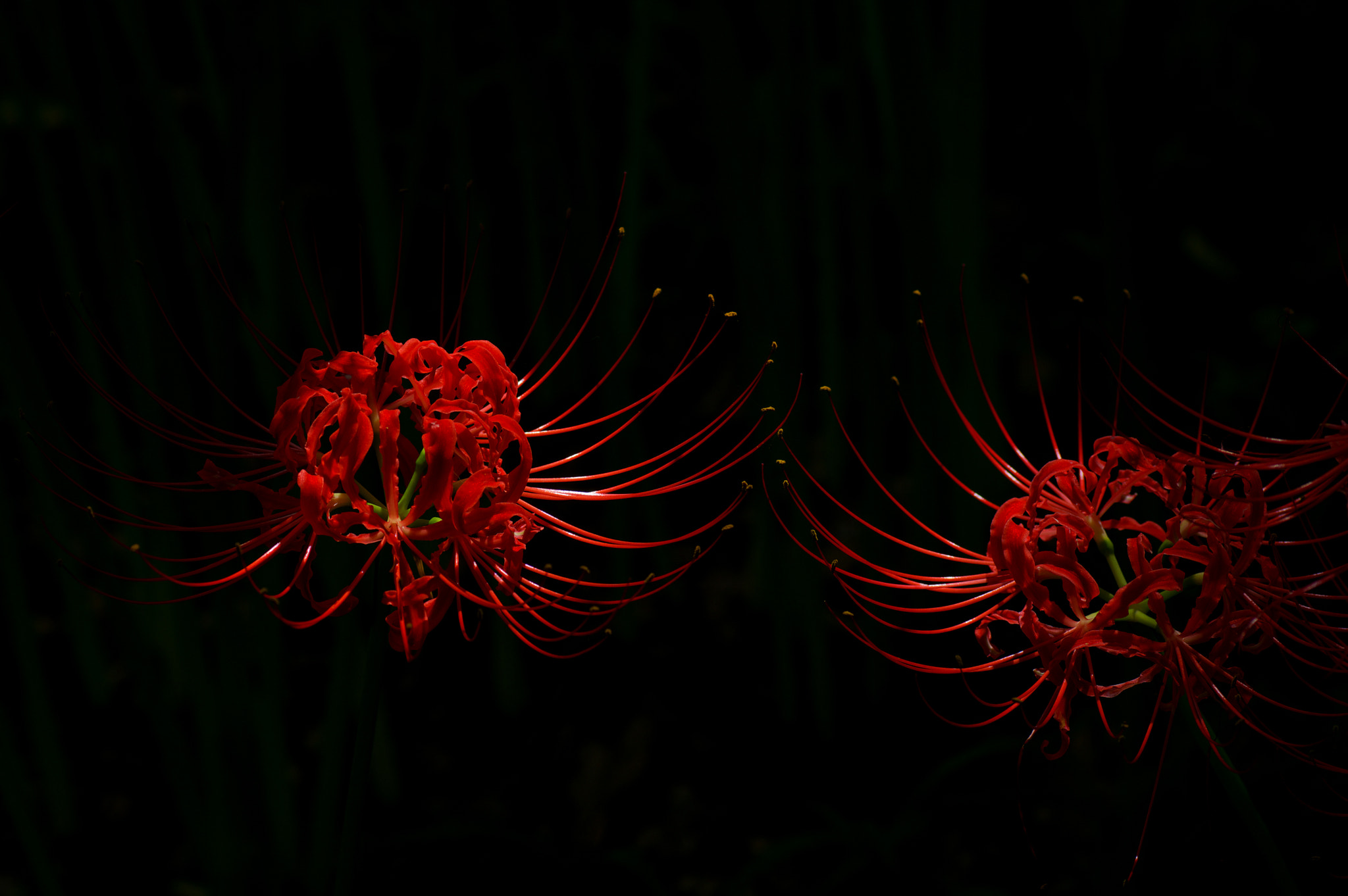 Pentax K-3 + Tamron SP AF 90mm F2.8 Di Macro sample photo. Cluster‐amaryllis photography