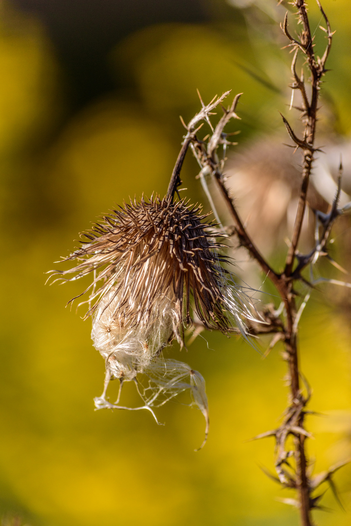 Sigma 70-300mm F4-5.6 APO DG Macro sample photo. Fall morning photography