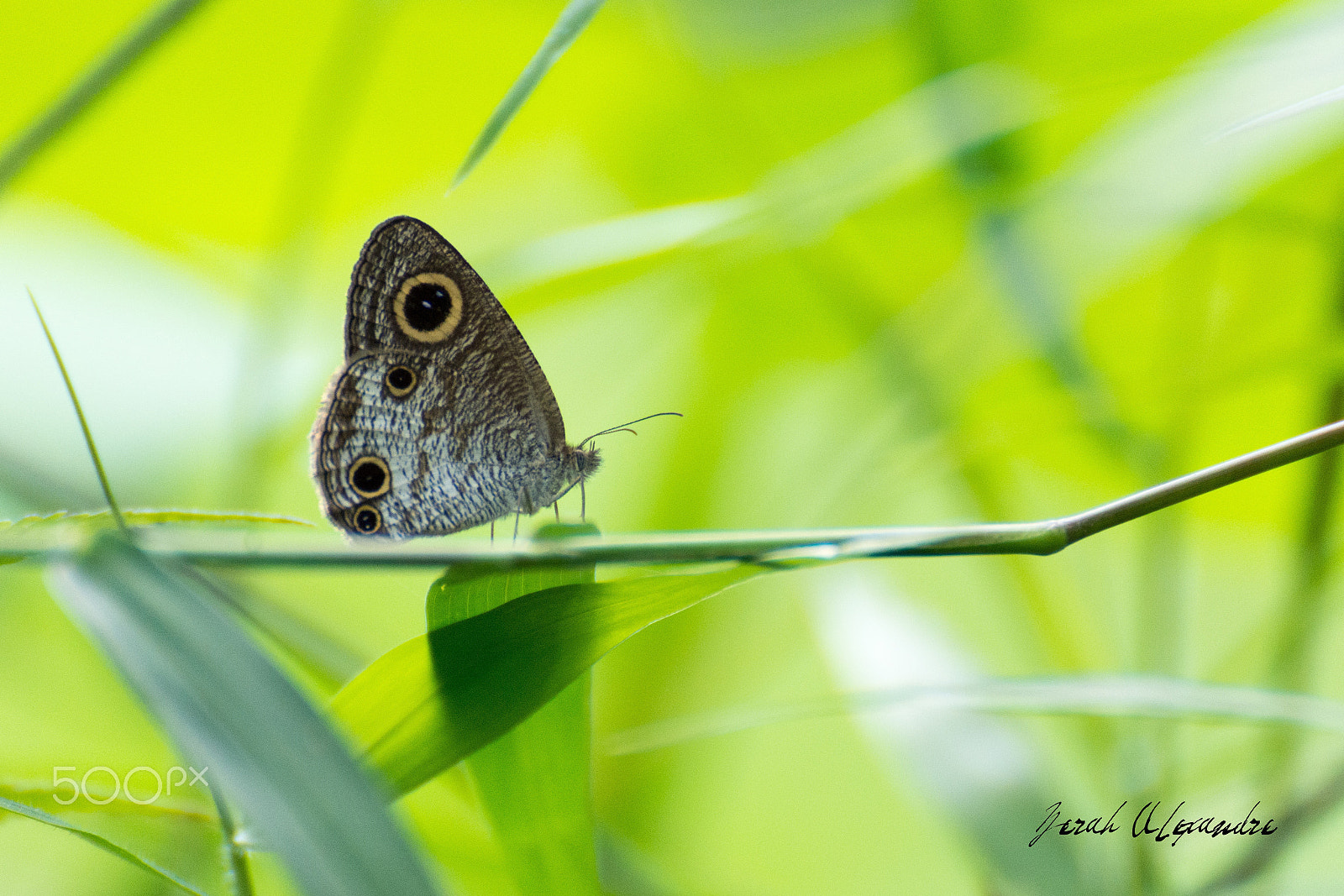 Tamron SP 70-300mm F4-5.6 Di VC USD sample photo. The explorer photography