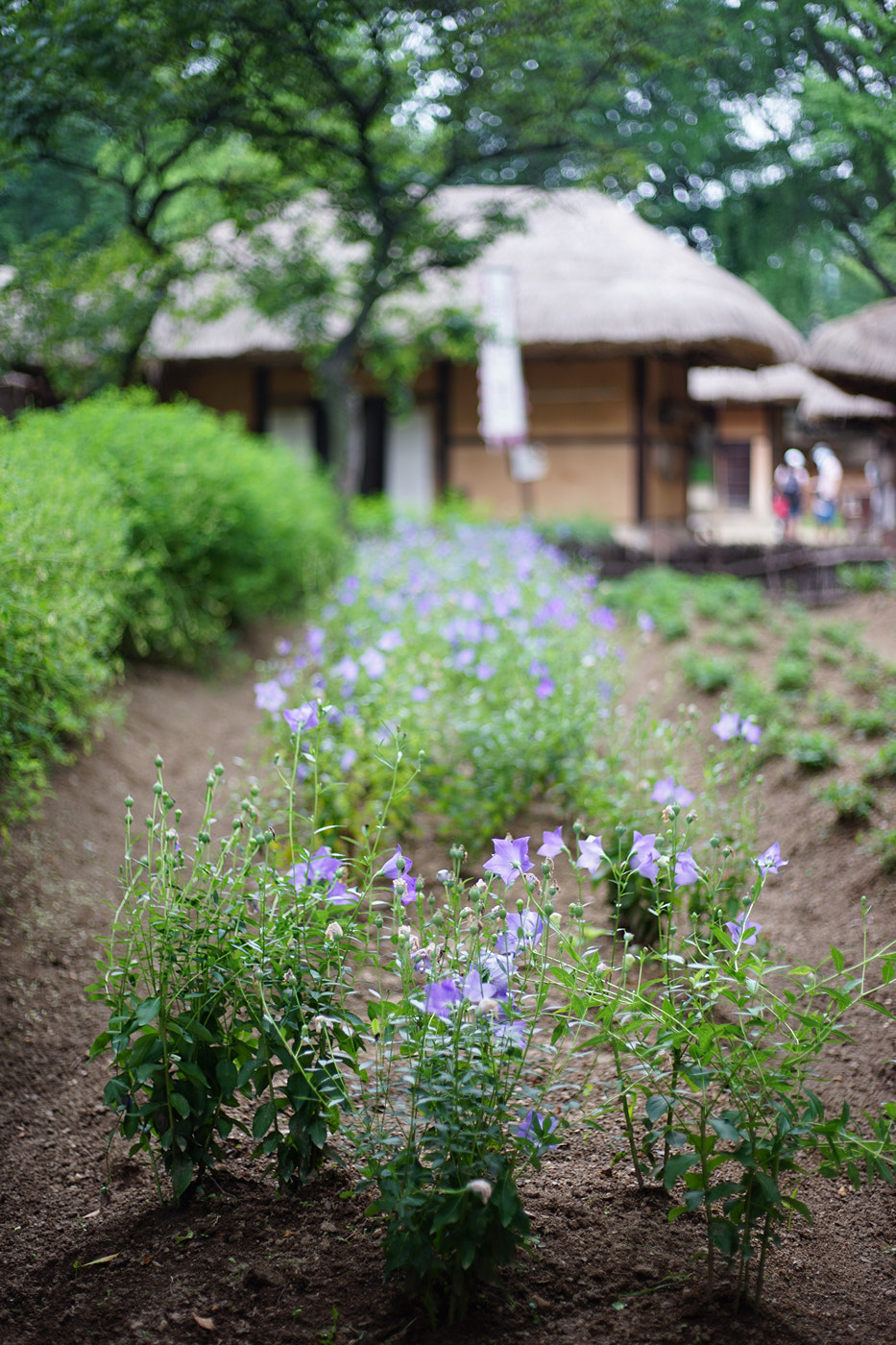 Sony a7 II + Canon EF 50mm F1.8 STM sample photo. Flower  photography