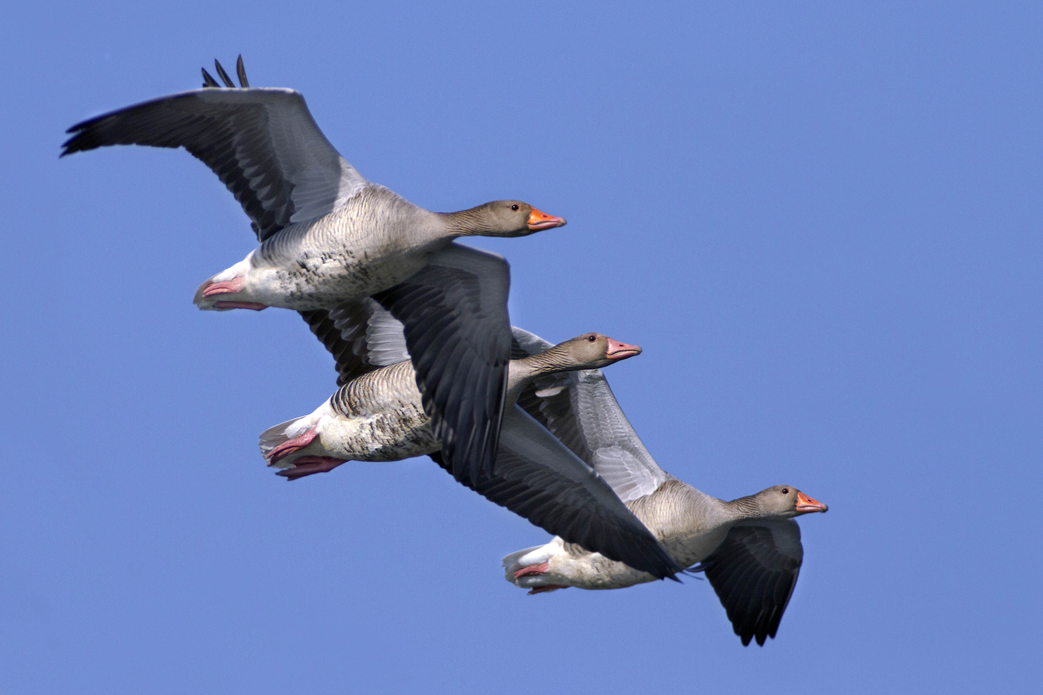 Canon EF 300mm f/2.8L + 2x sample photo. Wild geese photography