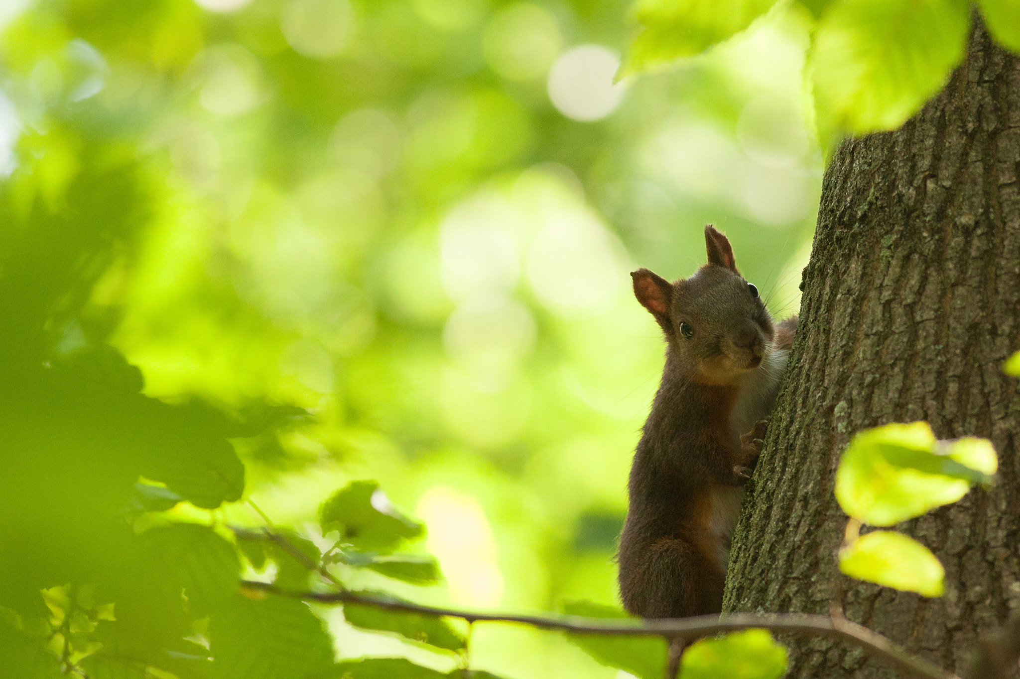 Canon EF 400mm F5.6L USM sample photo. Red squirrel photography