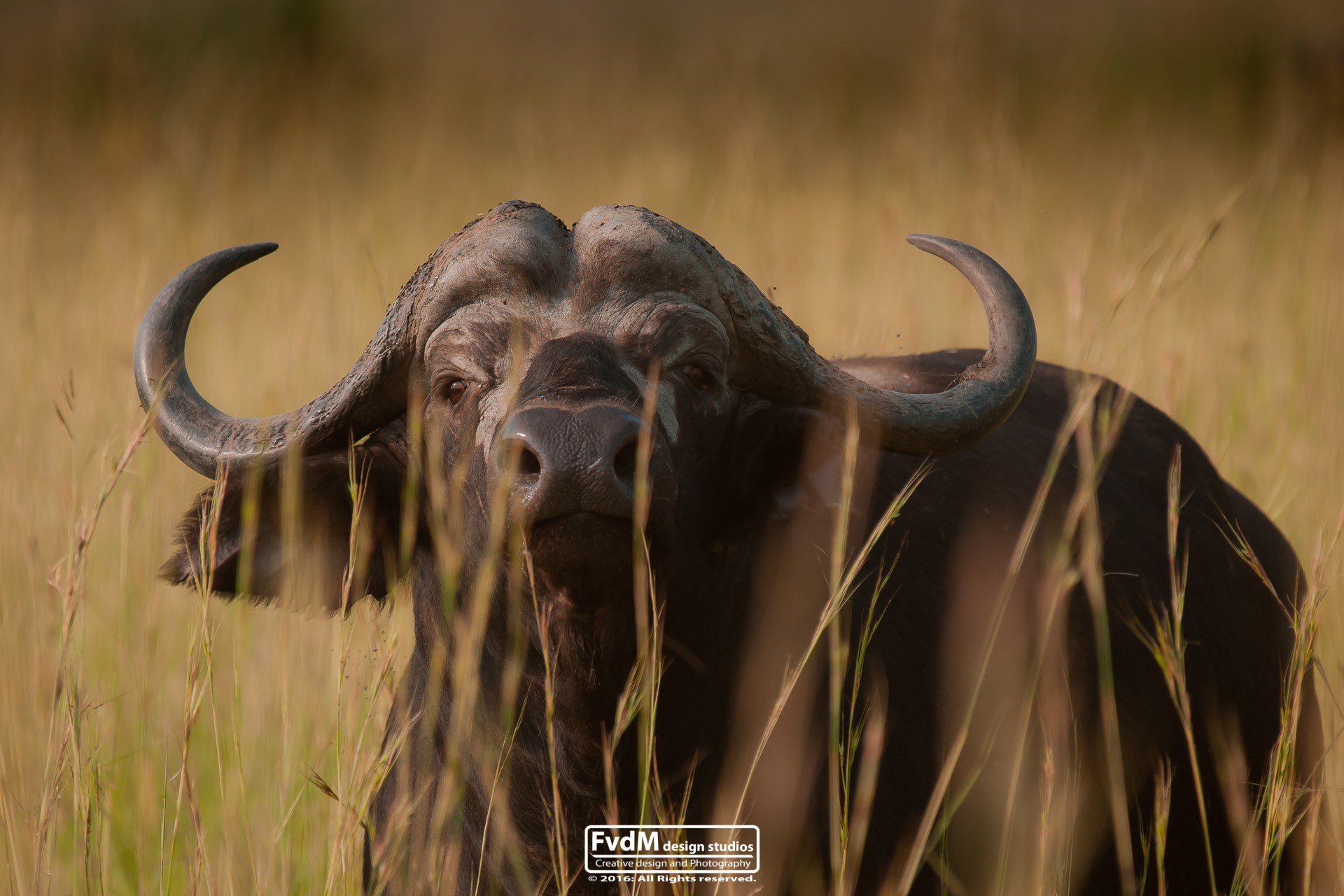 Sony Alpha DSLR-A700 sample photo. The big buffalo... photography
