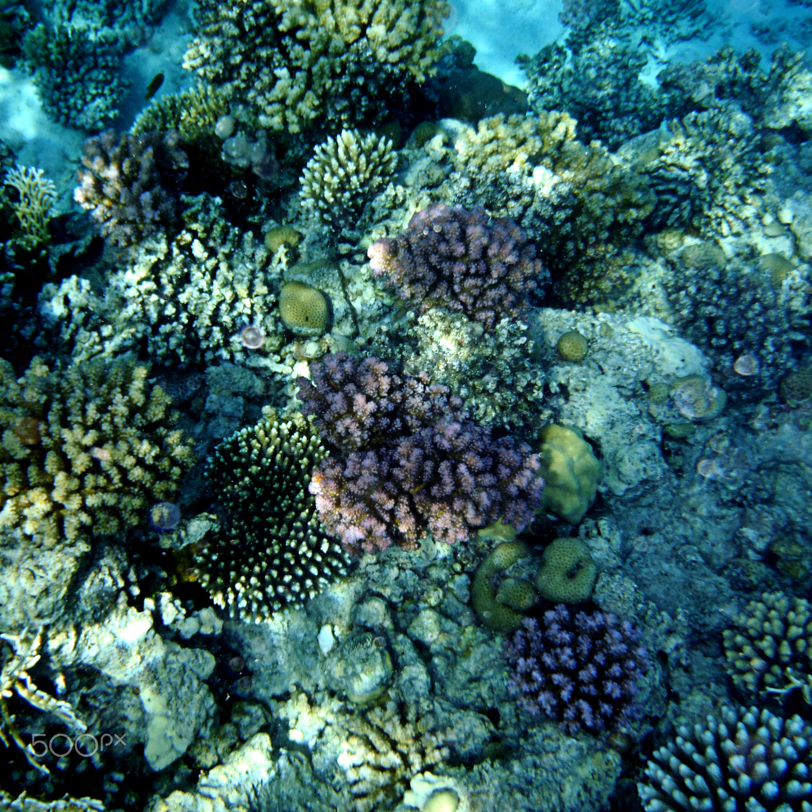 Fujifilm FinePix XP70 XP71 XP75 sample photo. Under the sea-9 photography