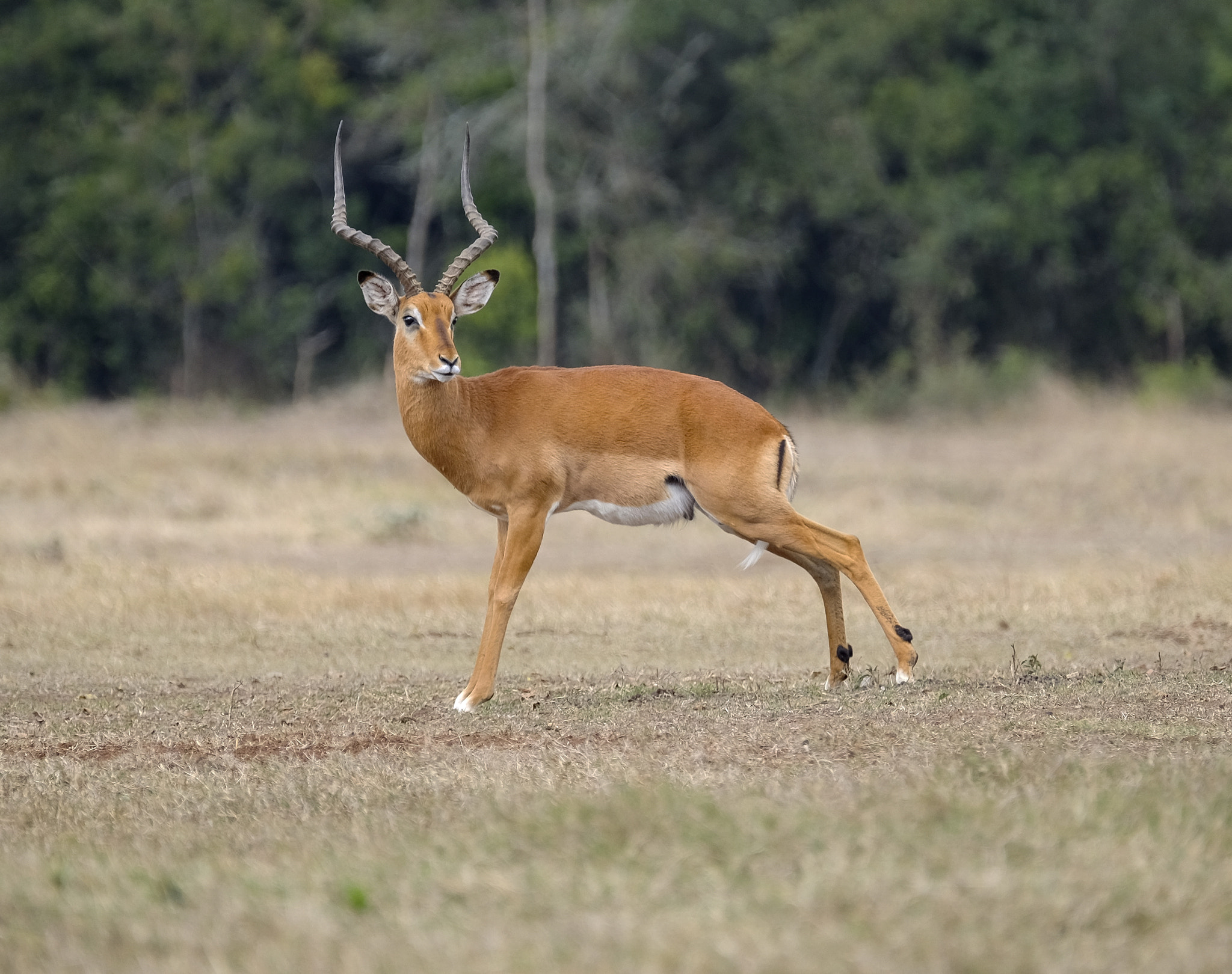 Fujifilm X-E2 + Fujifilm XF 100-400mm F4.5-5.6 R LM OIS WR sample photo. Impala pose photography