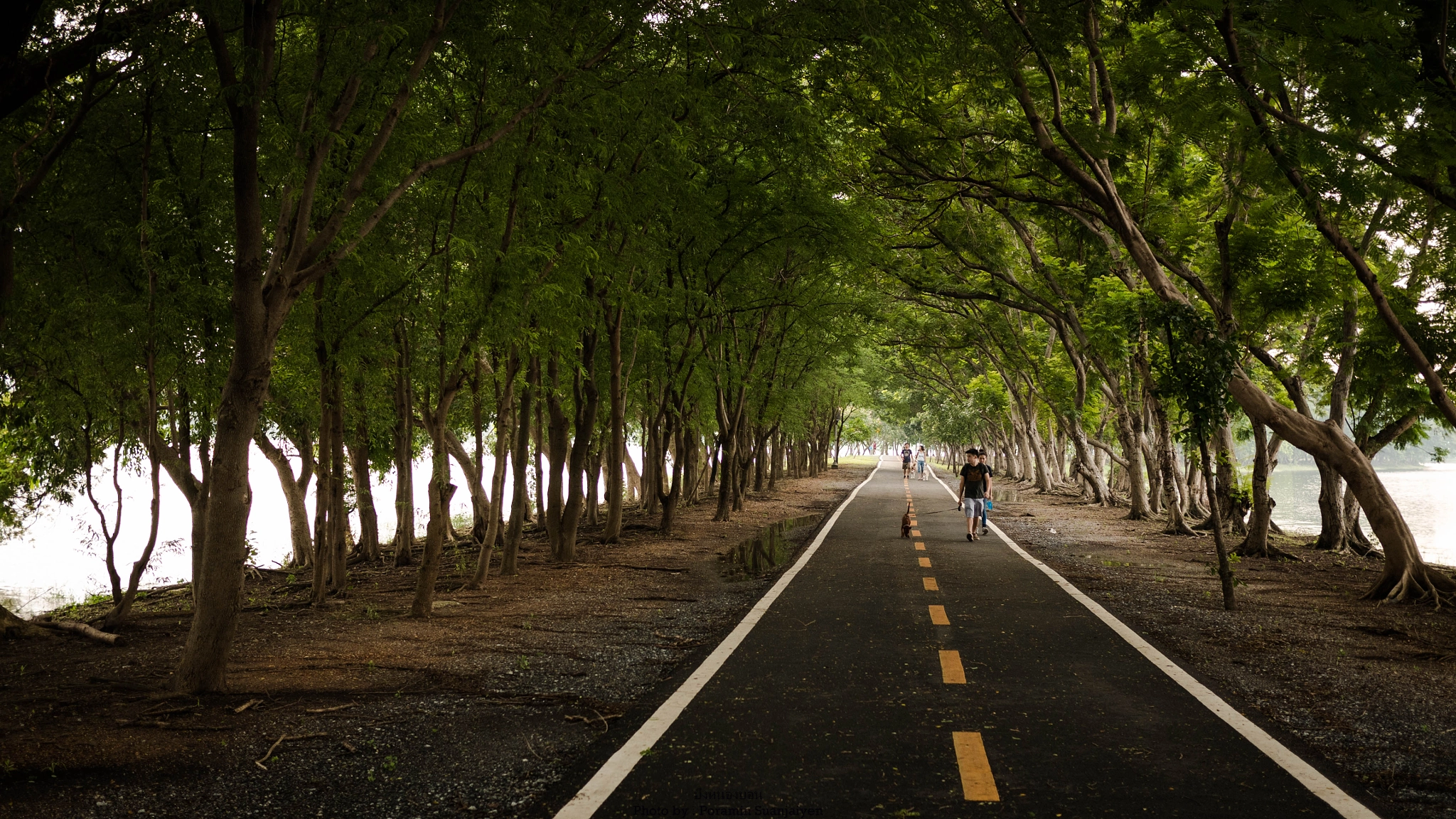 LUMIX G 20/F1.7 II sample photo. P photography