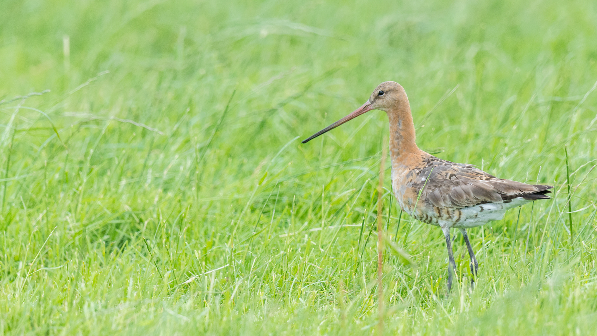 Nikon D7100 + Nikon AF-S Nikkor 500mm F4G ED VR sample photo. Grutto - godwit photography