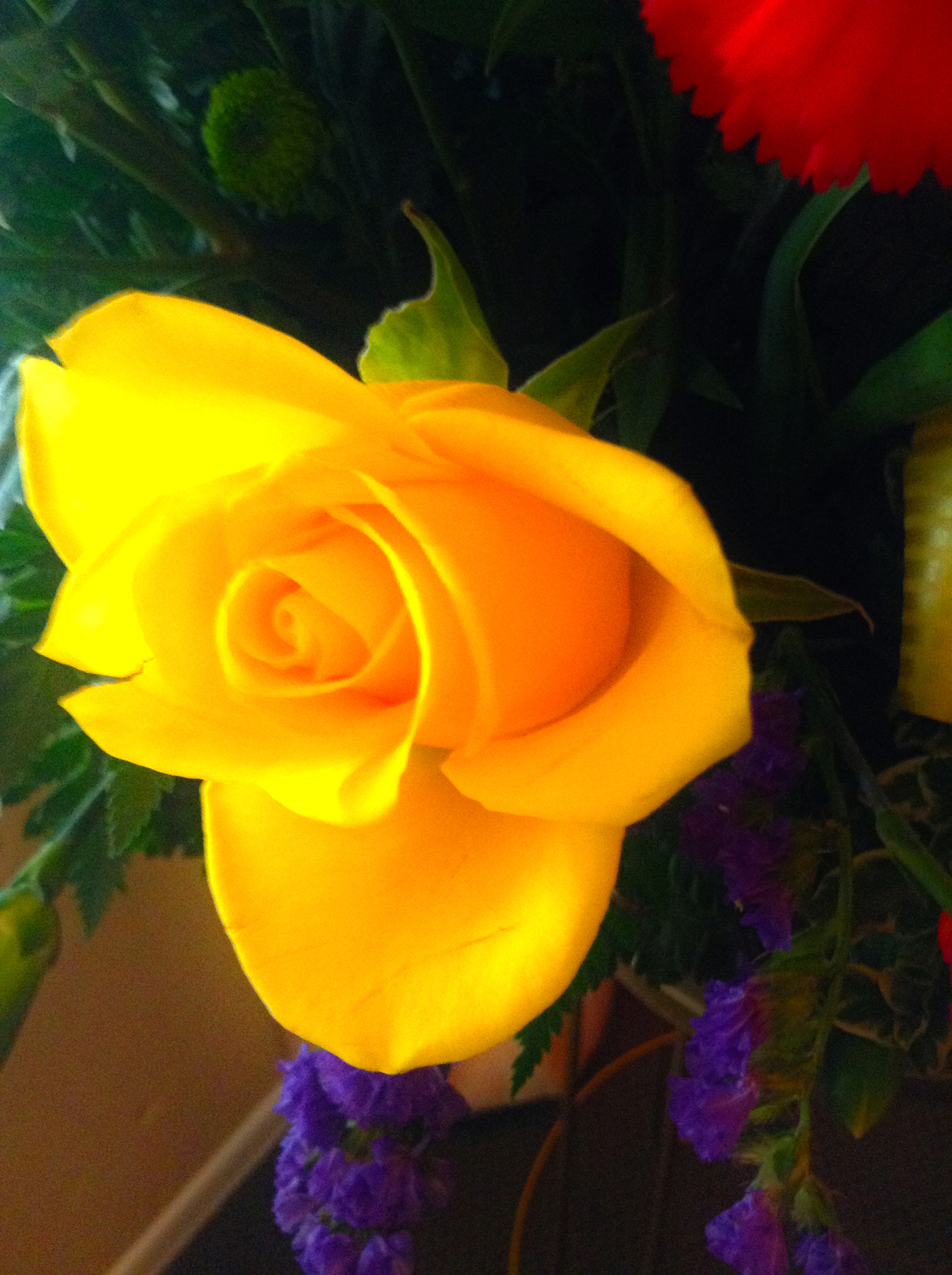 iPod touch back camera 3.3mm f/2.4 sample photo. The yellow rose photography