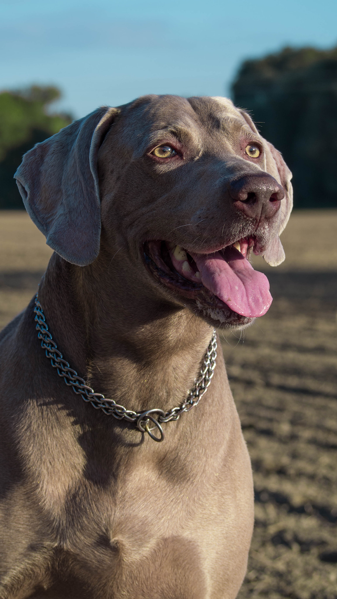 Olympus PEN E-PL6 sample photo. My weimaraner denny photography