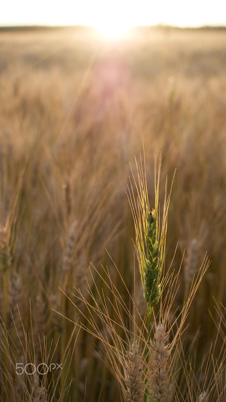 Nikon 1 J2 + Nikon 1 Nikkor 18.5mm F1.8 sample photo. Barley field photography