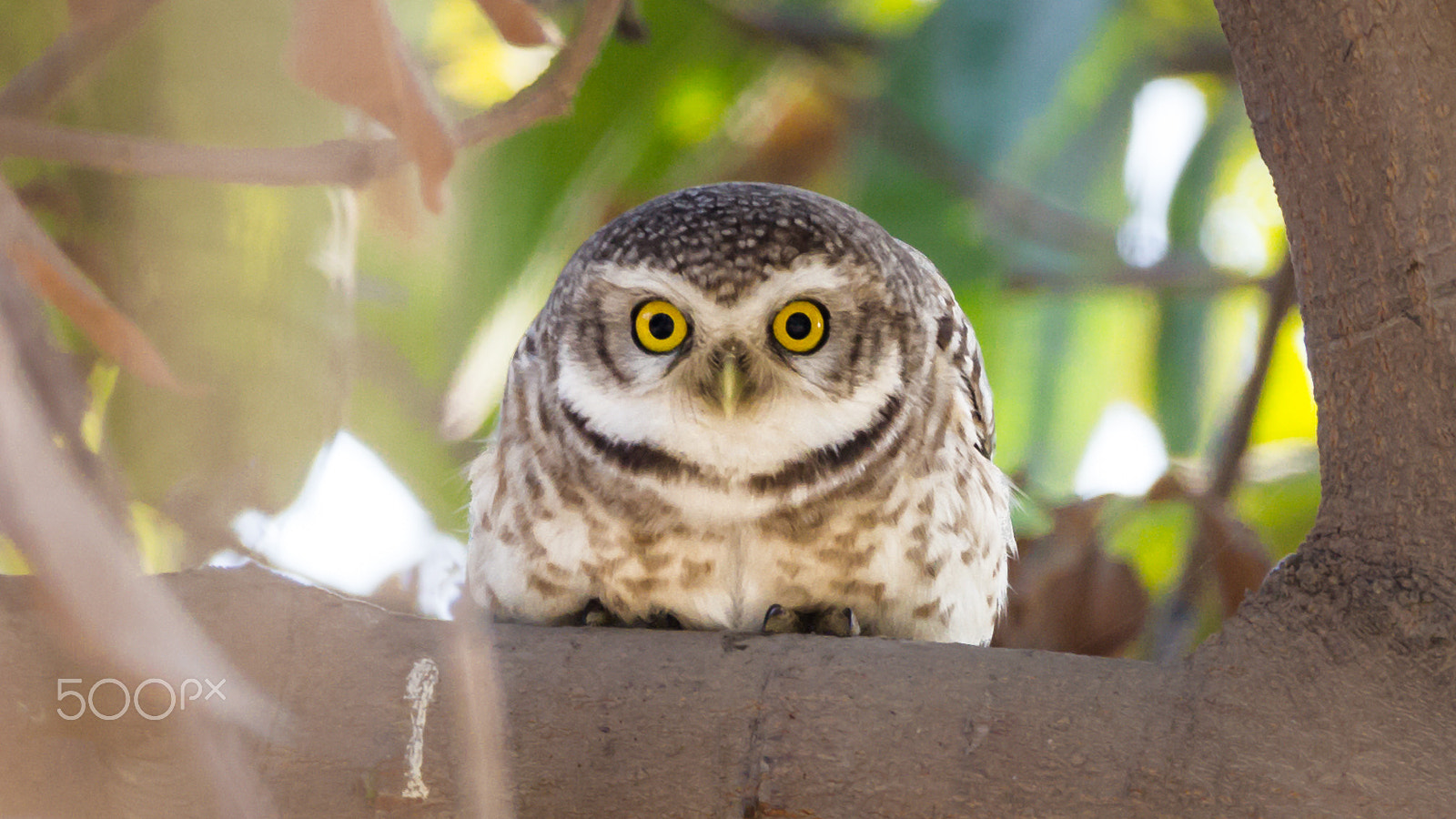 Sigma 150-600mm F5-6.3 DG OS HSM | C sample photo. You're spotted! photography