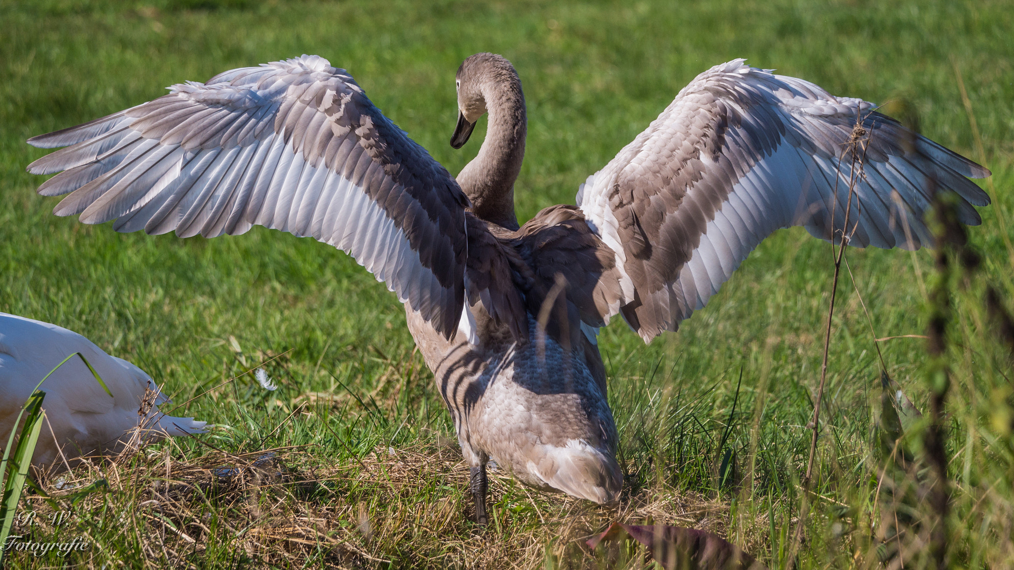 Panasonic Lumix DMC-GH3 + LEICA DG 100-400/F4.0-6.3 sample photo. Jungschwan photography