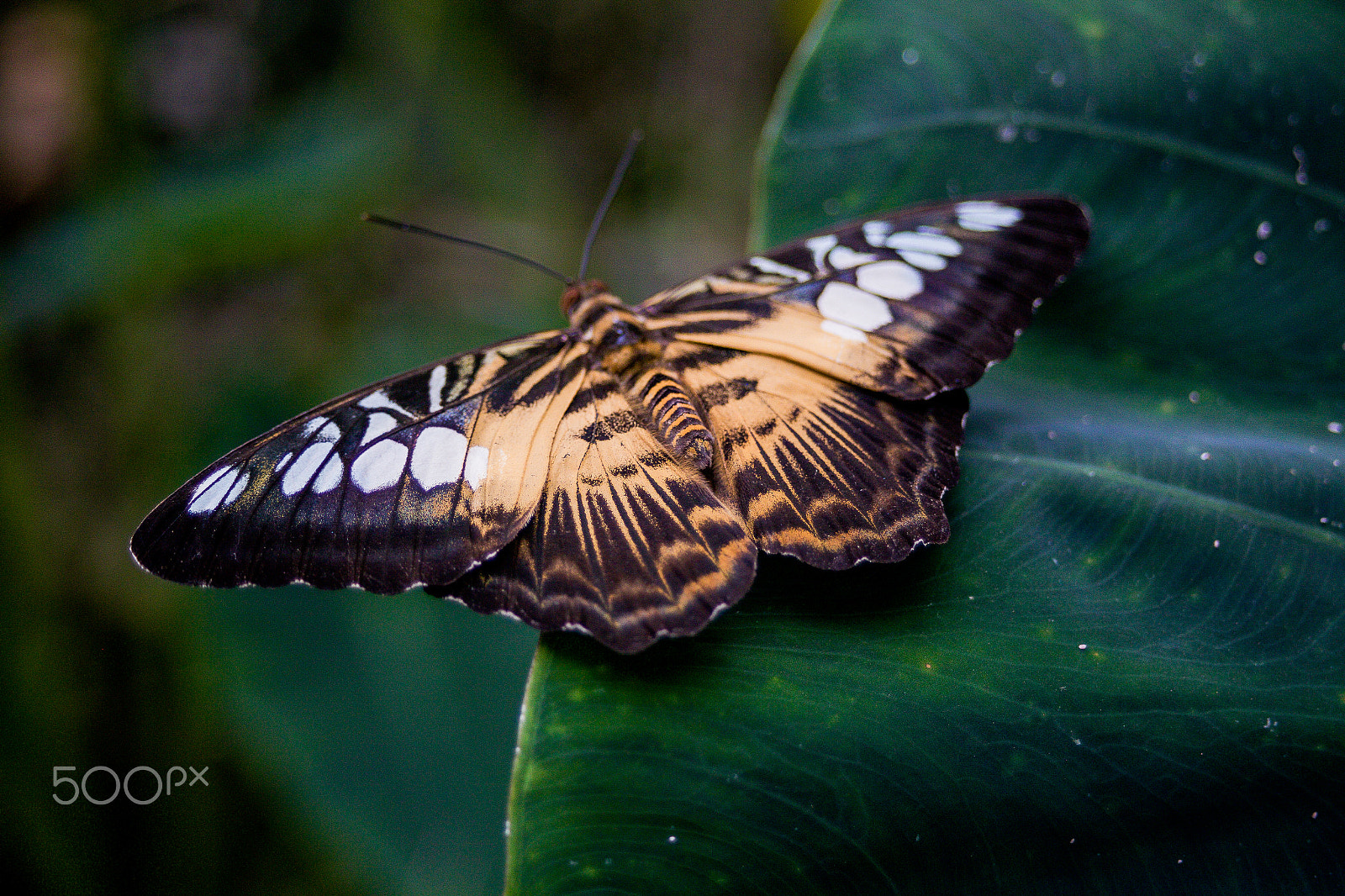 Canon EF 28-80mm f/3.5-5.6 sample photo. Butterfly photography