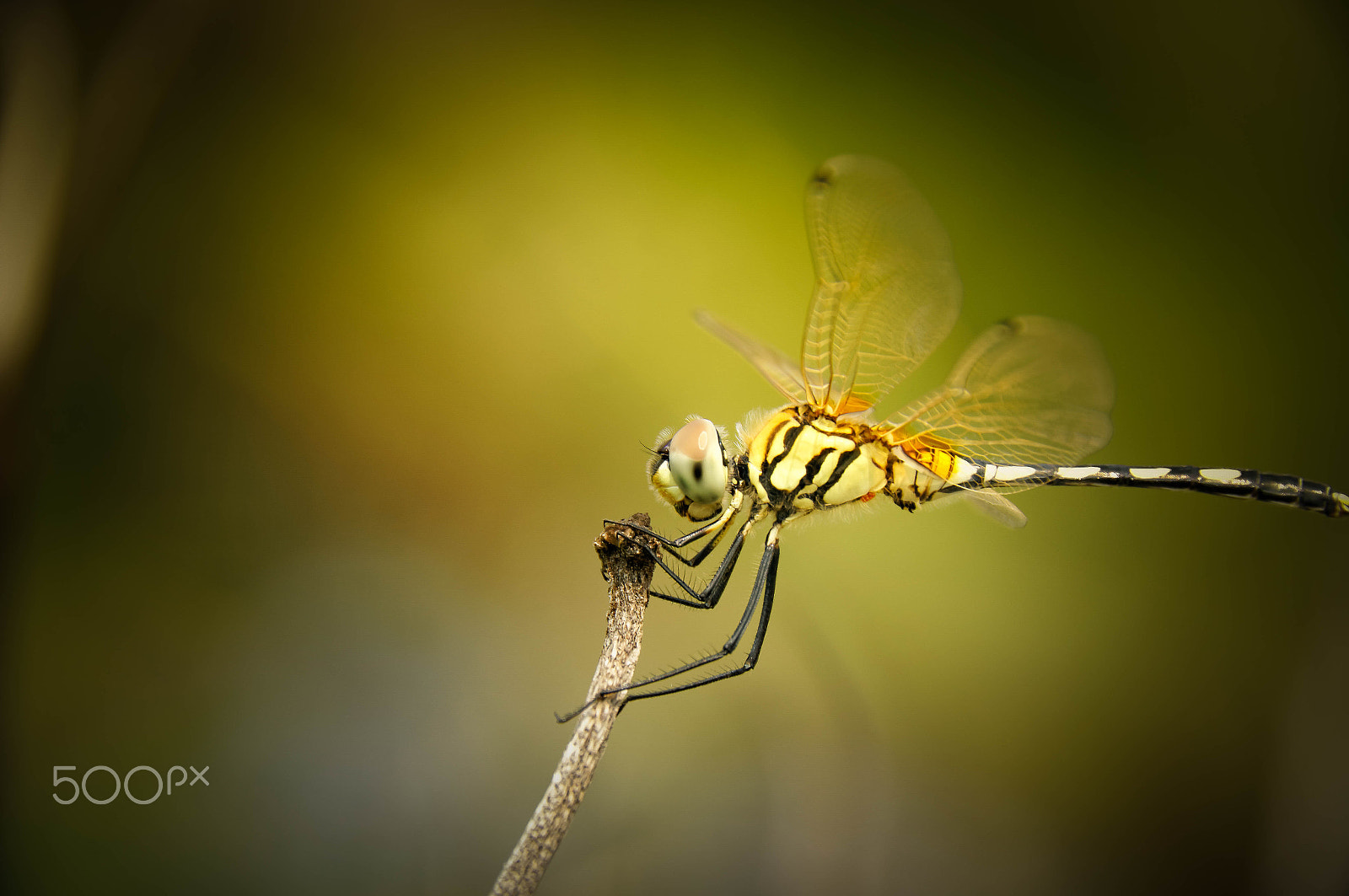 Sony SLT-A55 (SLT-A55V) sample photo. Perfect landing photography