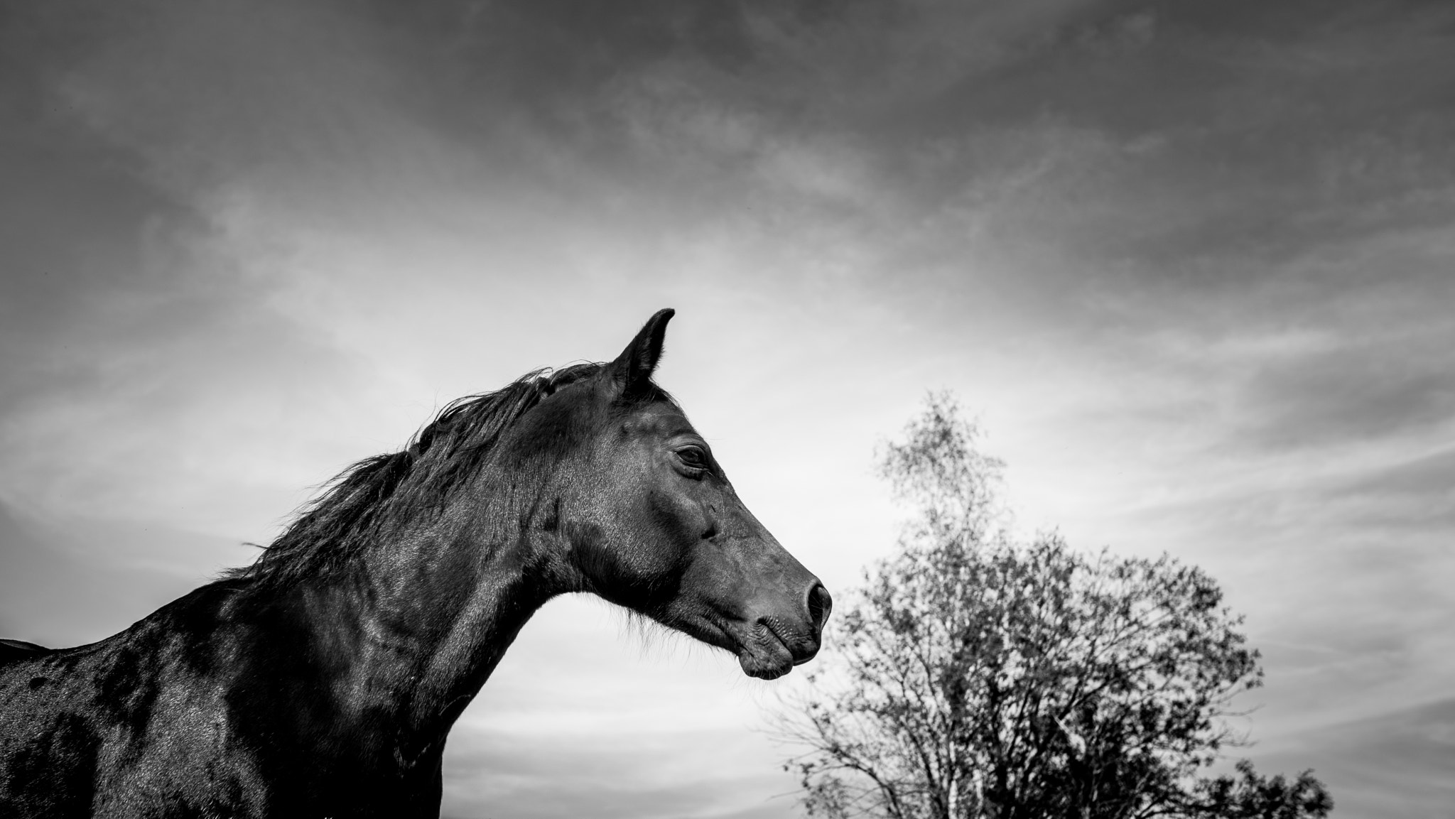 Sony SLT-A99V + Sigma 35mm F1.4 DG HSM Art sample photo. Crossfield rosinda photography