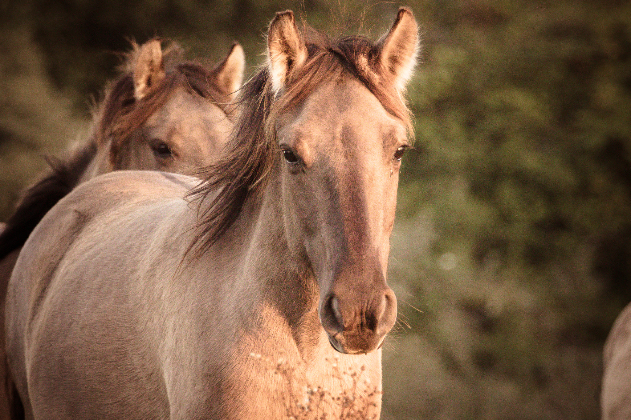 Canon EF 70-200mm F2.8L USM sample photo. Konik horse photography