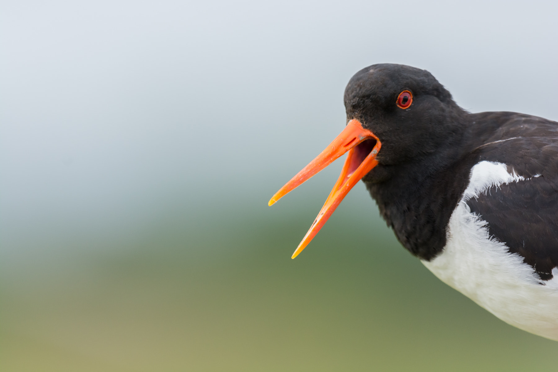 Nikon D7100 + Nikon AF-S Nikkor 500mm F4G ED VR sample photo. Scholekster - oyster catcher photography