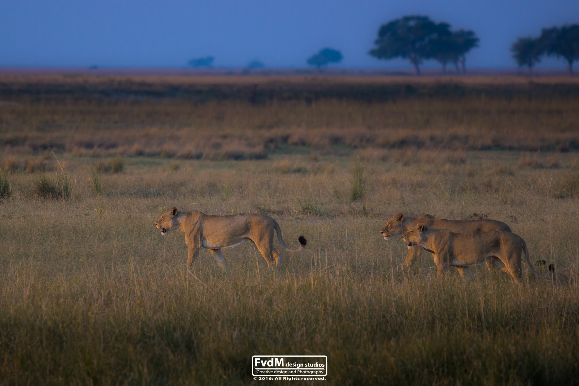 Sony SLT-A77 + Sony 70-400mm F4-5.6 G SSM sample photo. The lion-brothers... photography