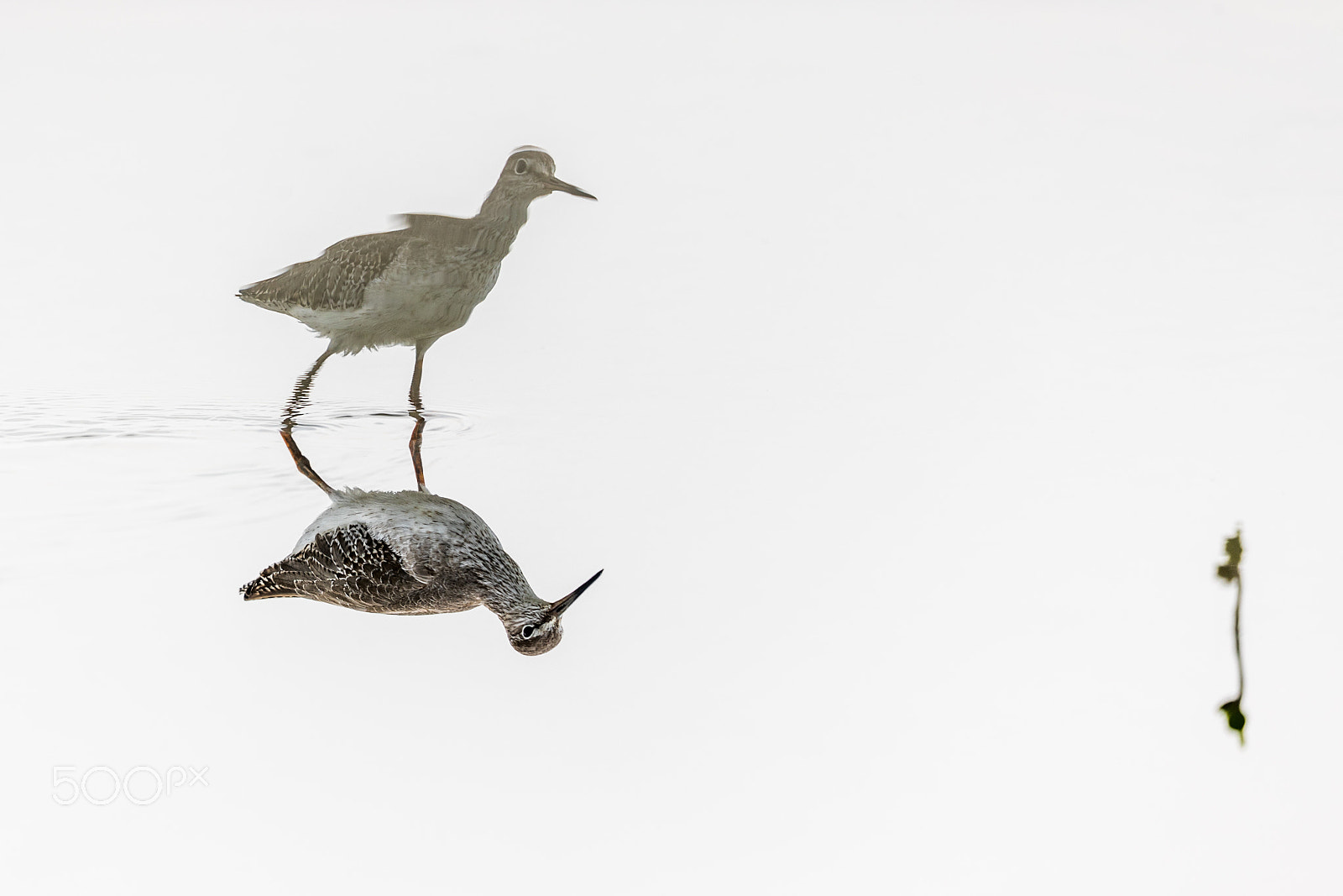 Canon EF 500mm F4L IS II USM sample photo. Common redshank (tringa totanus) with reflection photography