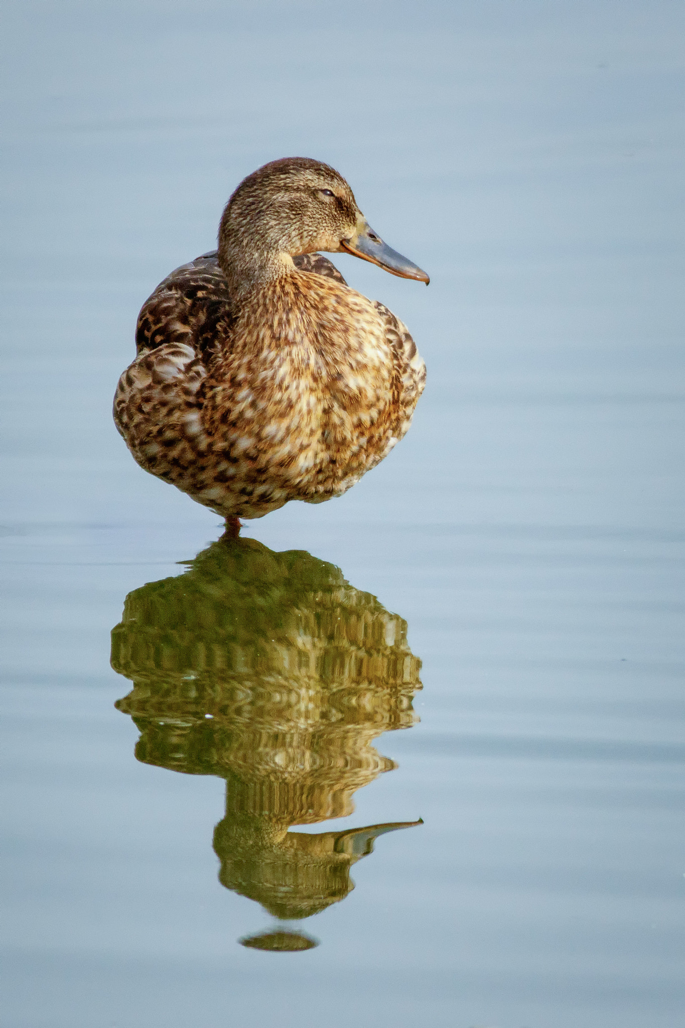 Canon EF 400mm F5.6L USM sample photo. Un pato con una pata photography