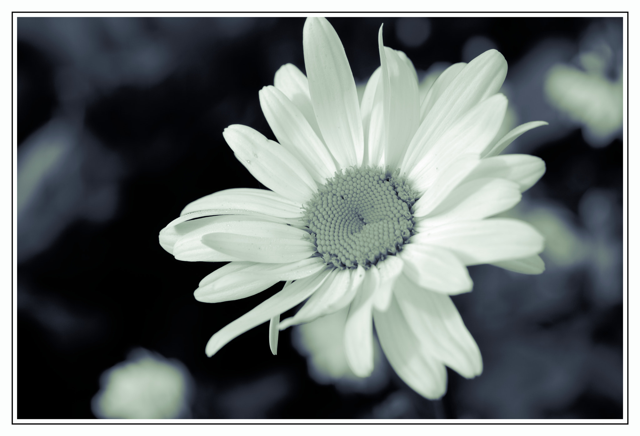 Pentax smc D-FA 50mm F2.8 Macro sample photo. Chrysanthemum maximum photography