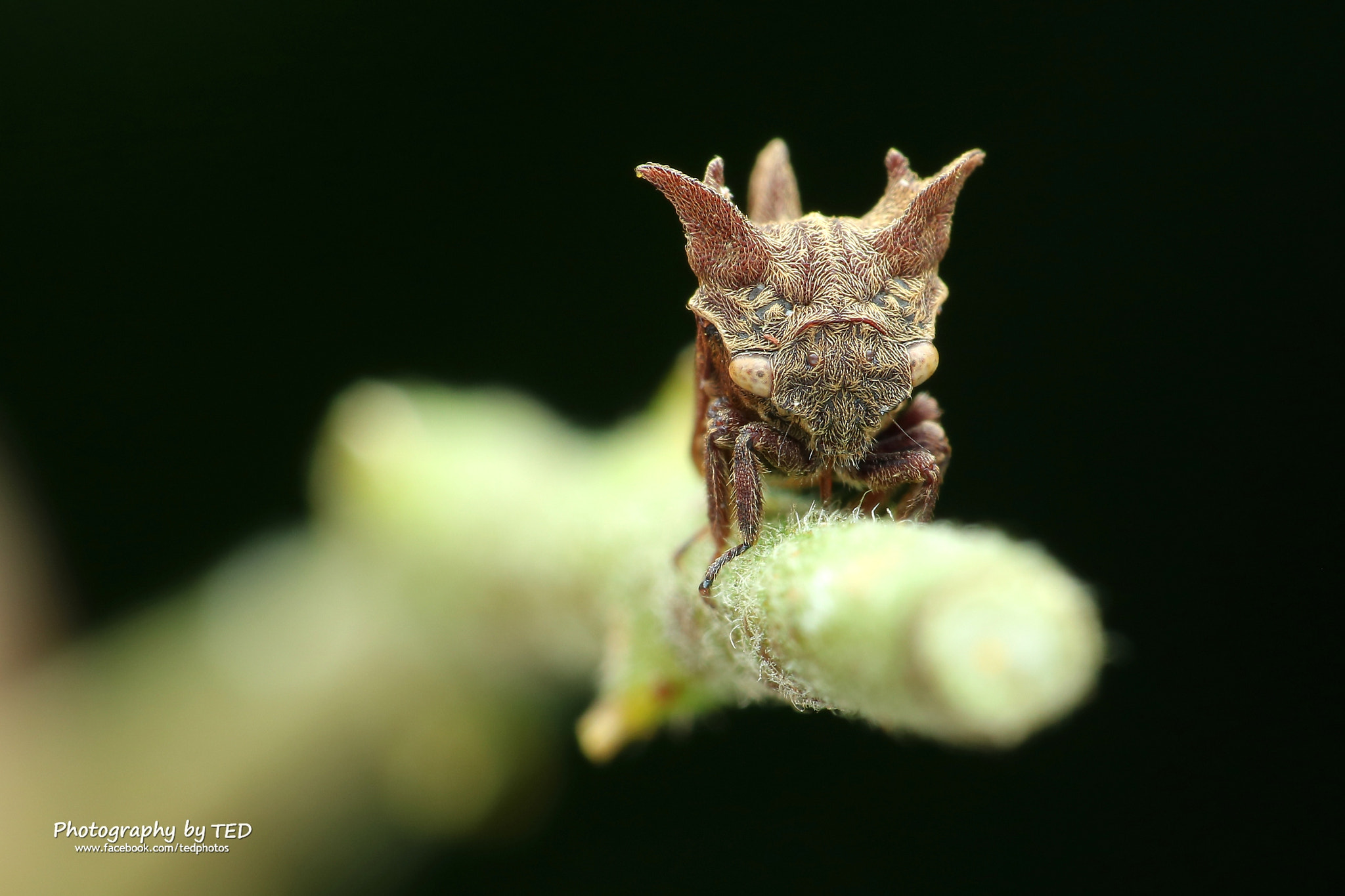 Canon EF-S 55-250mm F4-5.6 IS STM sample photo. Img photography