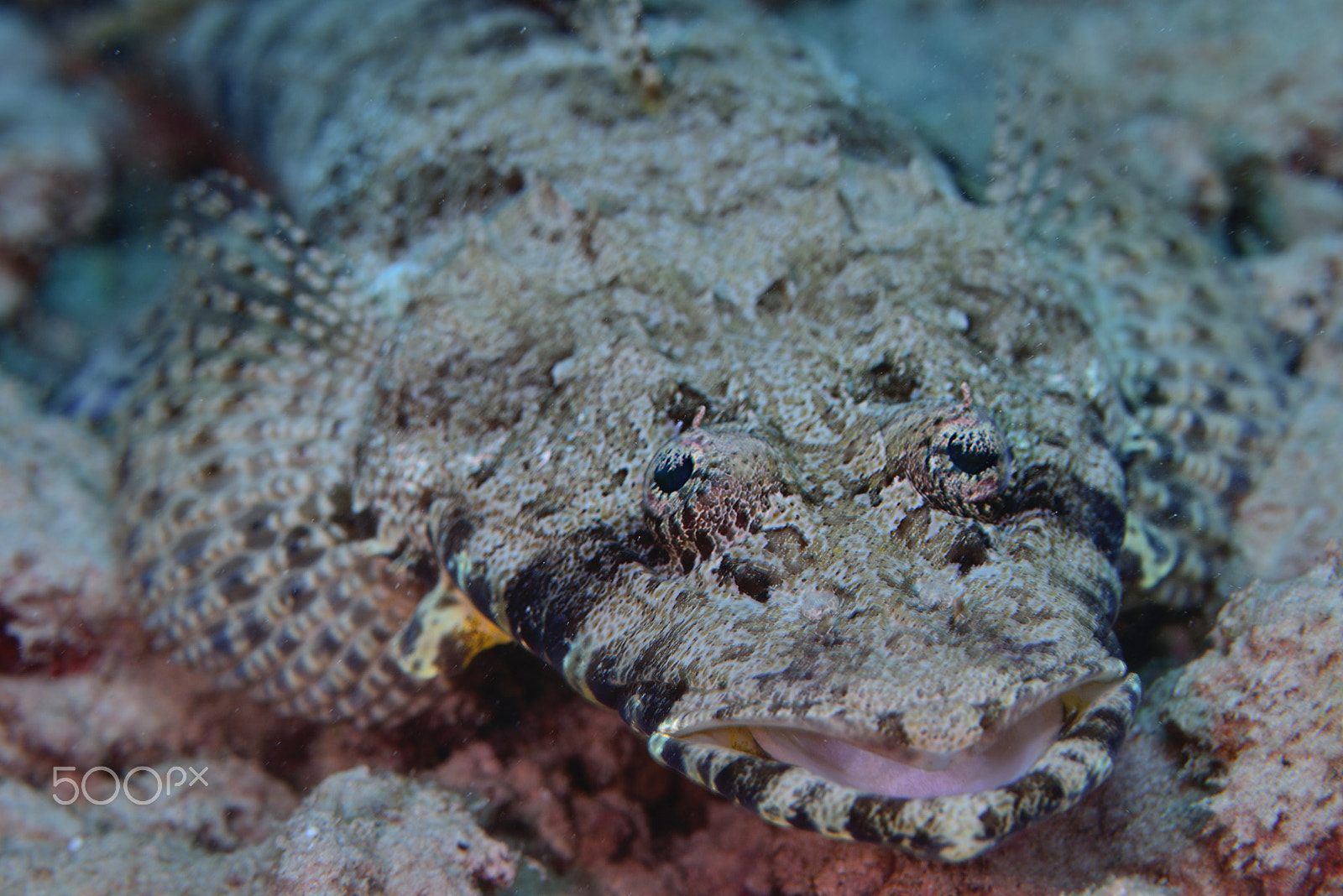 Nikon D800E sample photo. Crocodilefish closeup photography