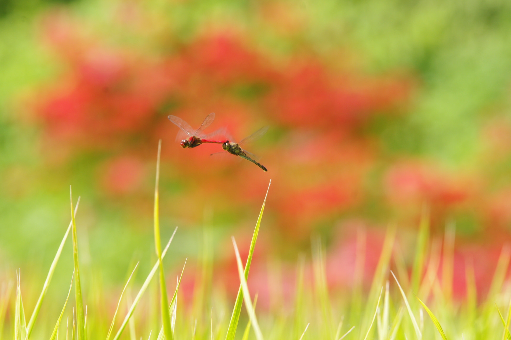 Pentax K-x sample photo. 赤トンボ photography